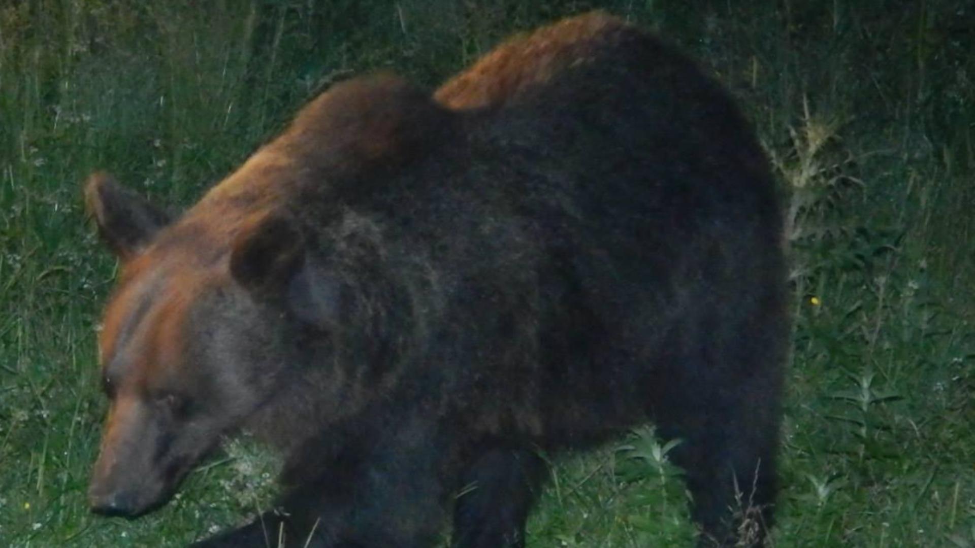 Asaltul urșilor în Bușteni continuă: PERICOL pentru populație, luni seară - A fost emis mesaj RO-ALERT