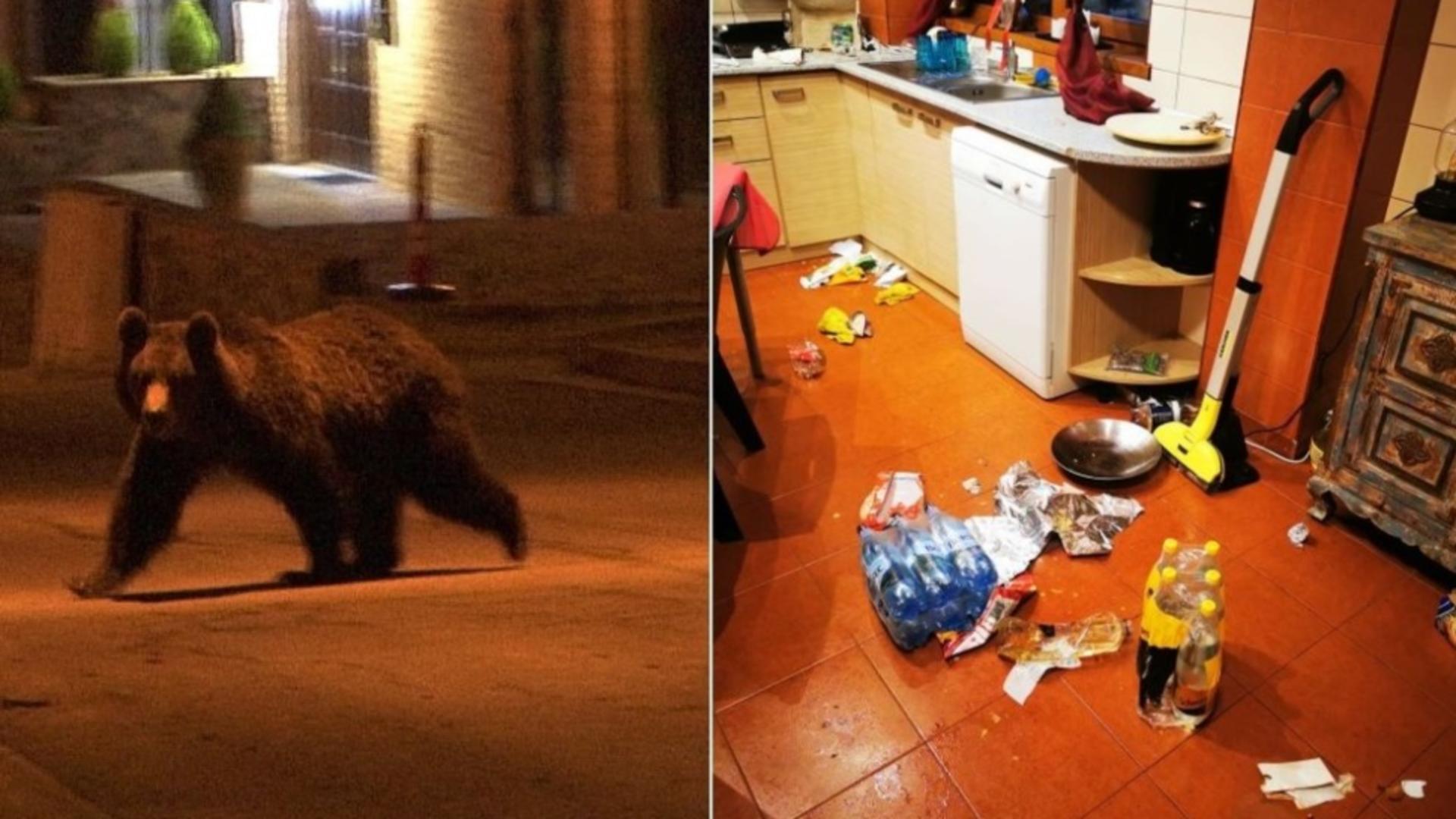 Un urs a făcut prăpăd într-o casă de vacanță din Predeal