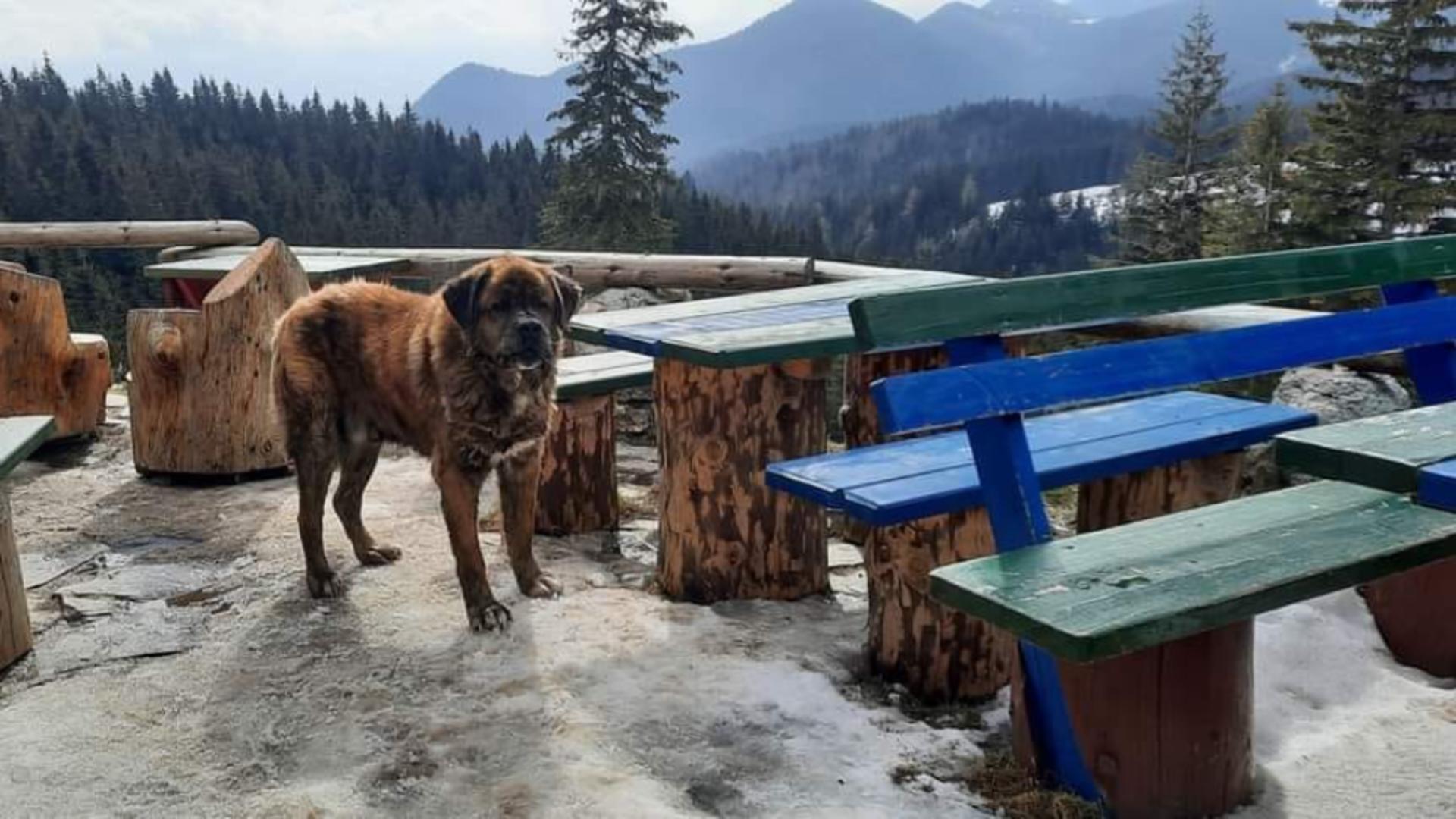 A murit “domnul” Muky, cel mai iubit câine din munții României. Mesaje emoționante transmise de pasionații de drumeții montane