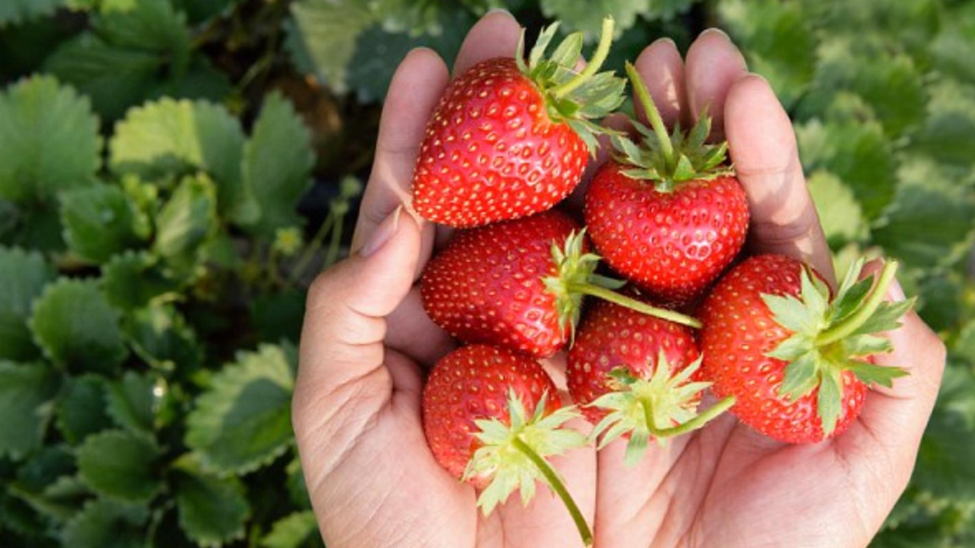 Dieta delicioasă cu căpșuni - Cum pierzi cel puțin 3 kg într-o săptămână: Secretul spus de Victoria Beckham
