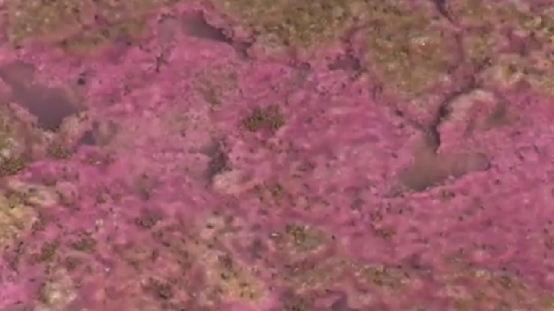 Alertă la malul mării! Lacul Techirghiol a devenit roz și miroase urât - Care este motivul