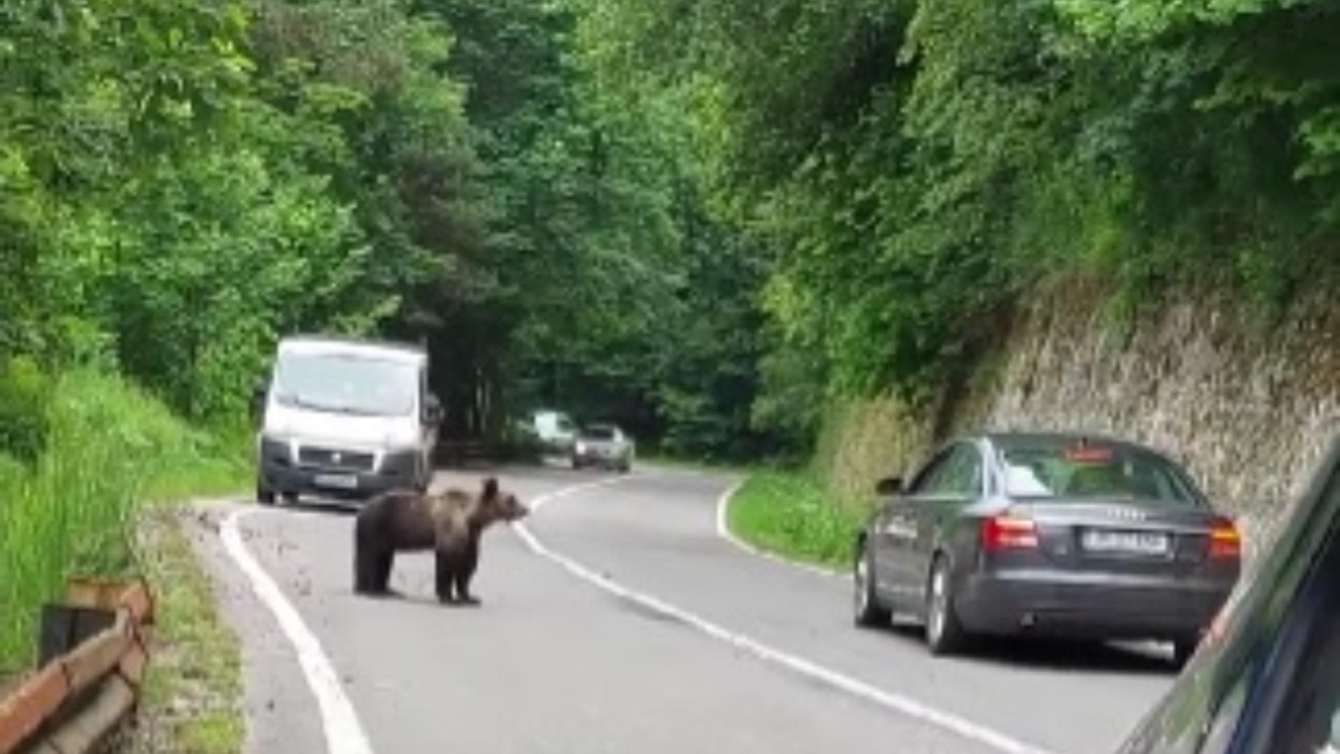Ursul agresat  pe Transfăgărășan (captură video) 