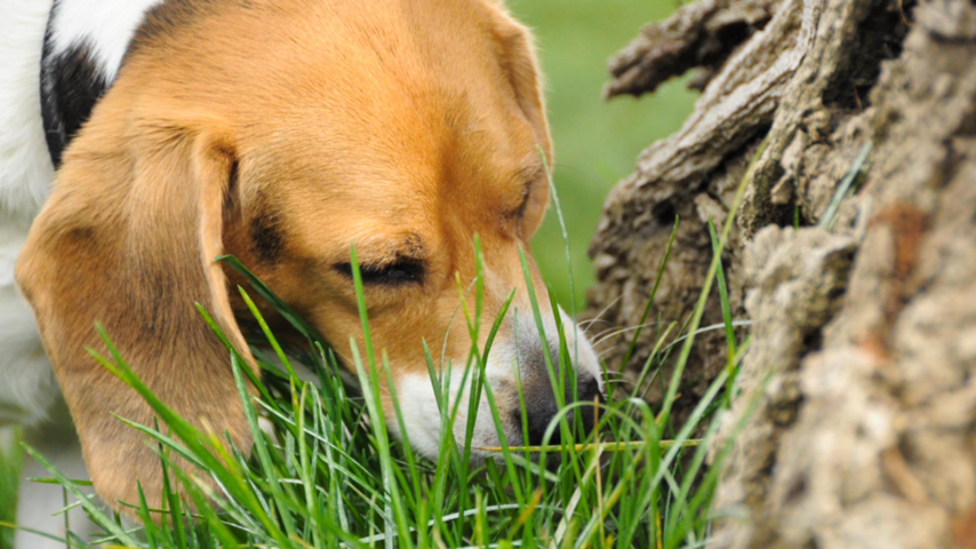 Comportamentul câinilor de a mânca iarbă încă uimește specialiștii