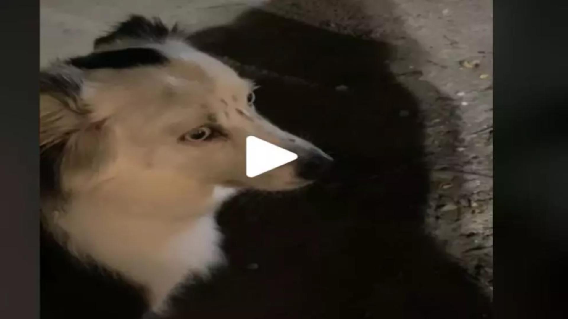 VIDEO – Din botul câinelui se auzea un zumzăit puternic și ciudat – Stăpânul animalului s-a speriat și a filmat totul – Deznodământ neașteptat