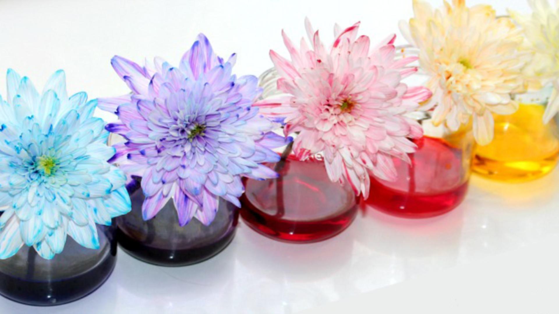 Metoda extraordinară prin care colorezi florile în mod natural