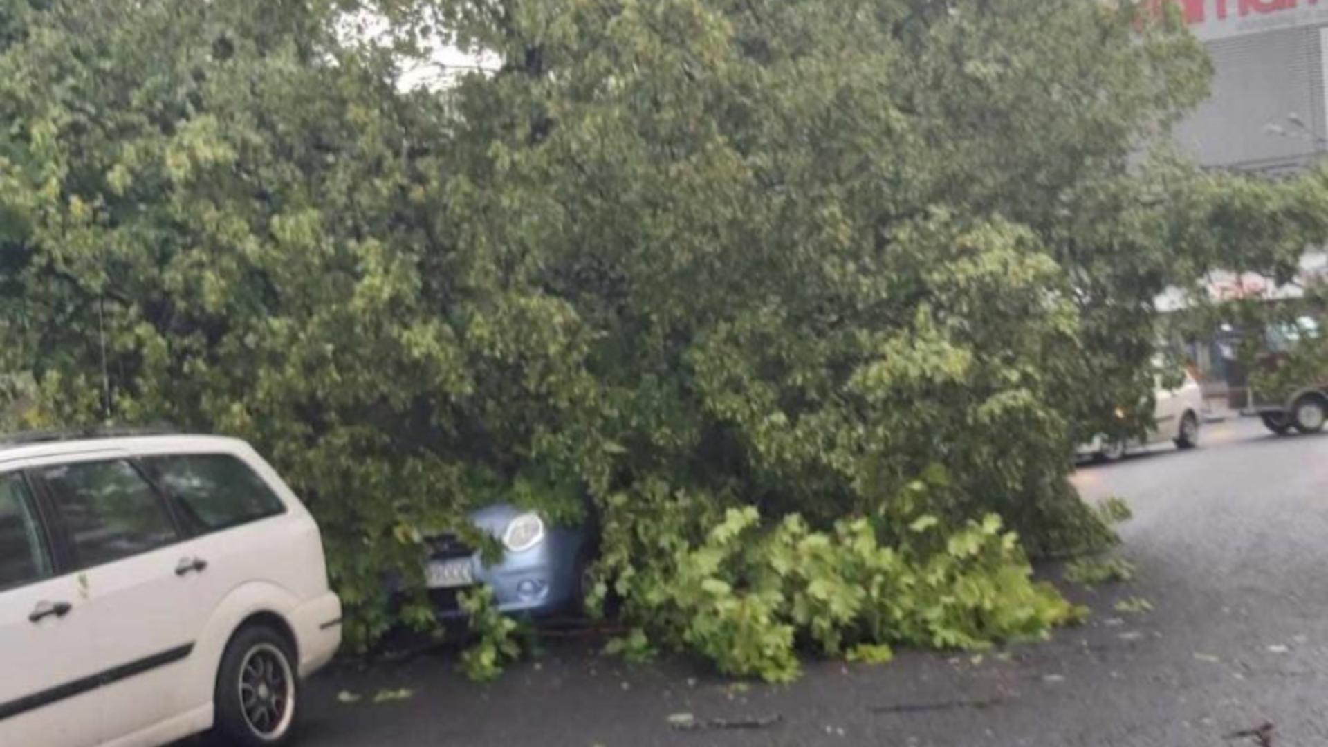 Furtuna a măturat tot în cale în județul Constanţa: Zeci de copaci şi trei stâlpi de electricitate, doborâţi de vijelie şi ploaia torenţială