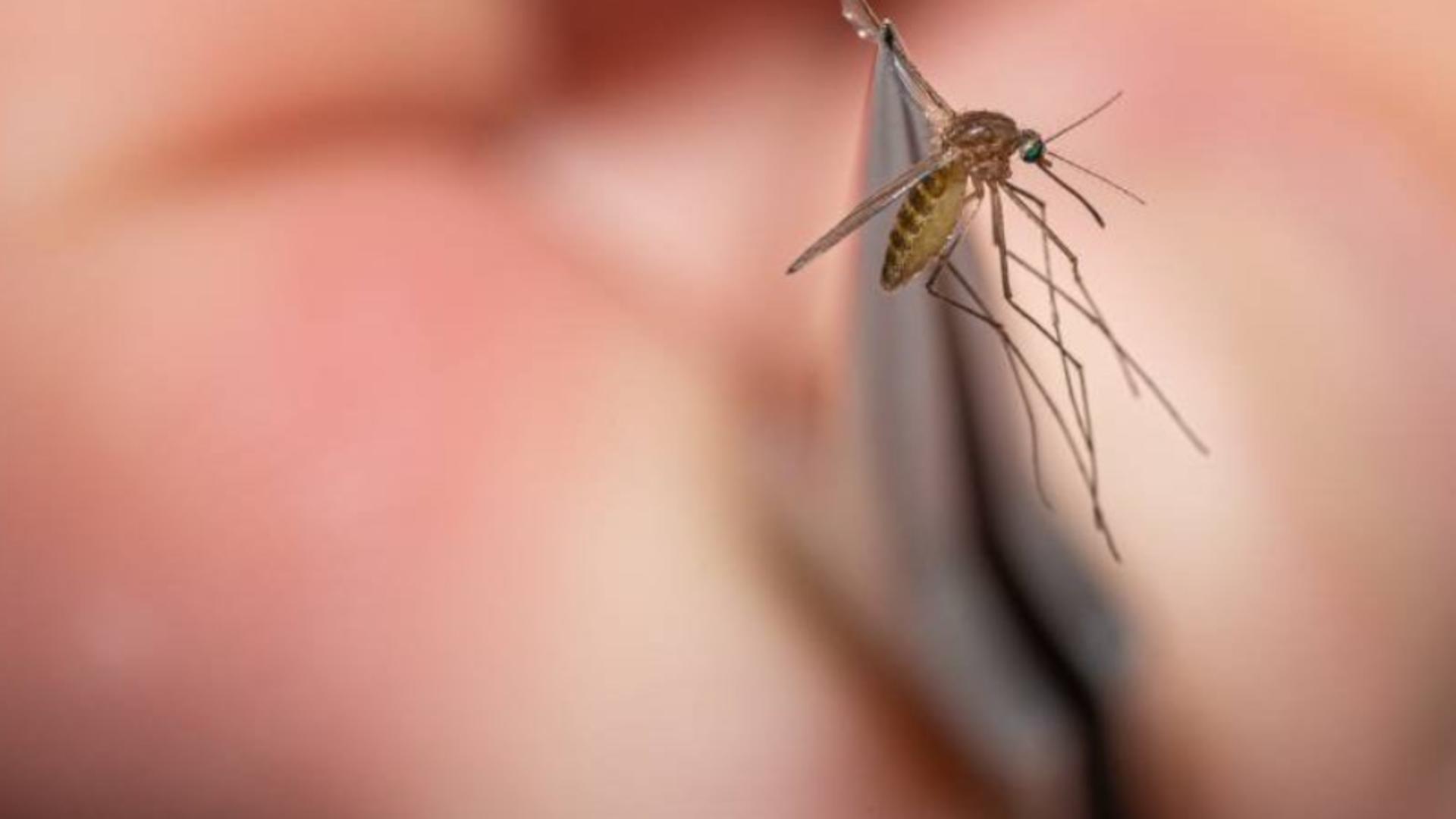 Remedii naturale împotriva țânțarilor - Ai la îndemână varianta homemade pentru a-i ține la distanță