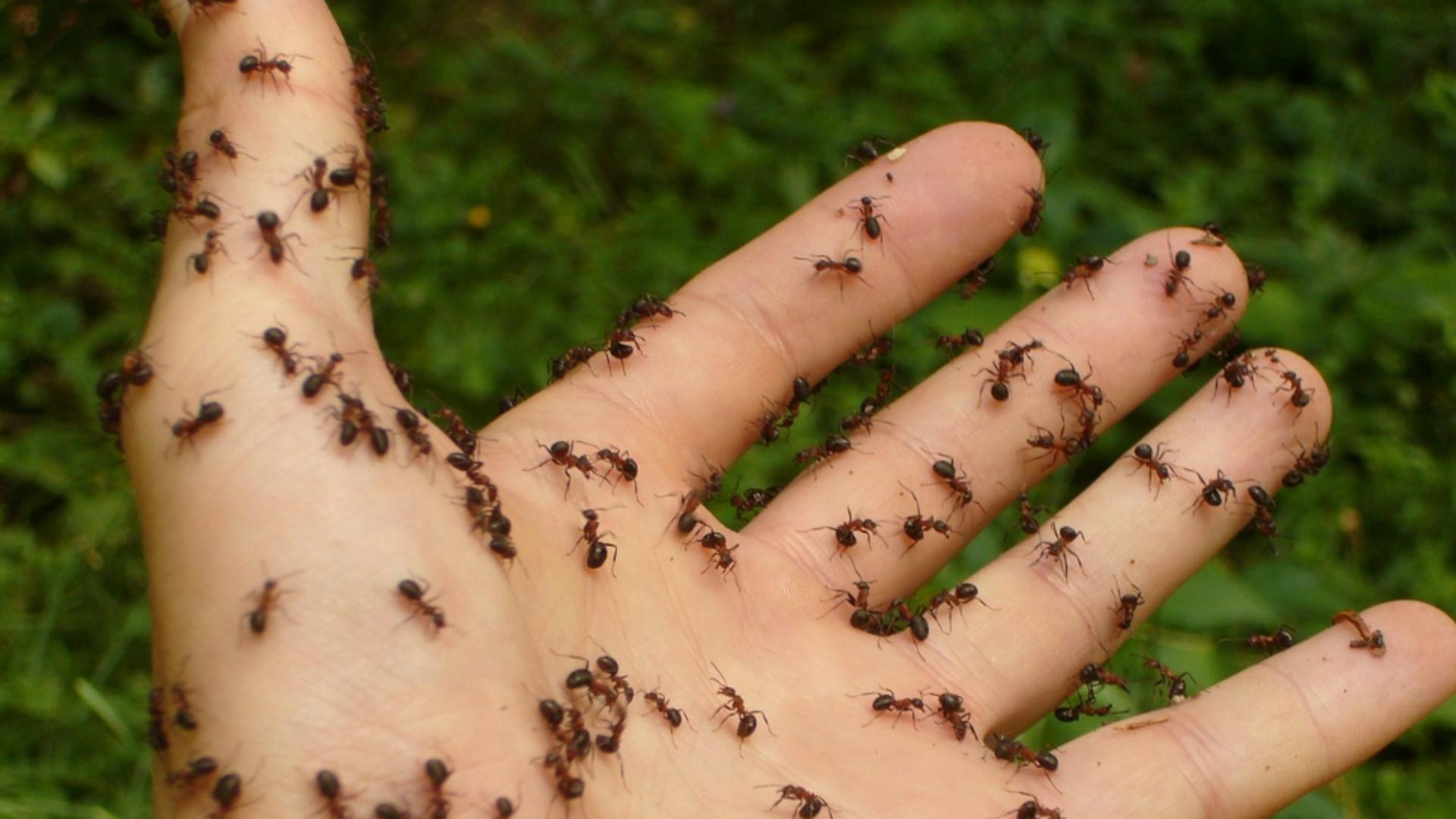 Putem scăpa de furnici cu un amestec simplu de preparat