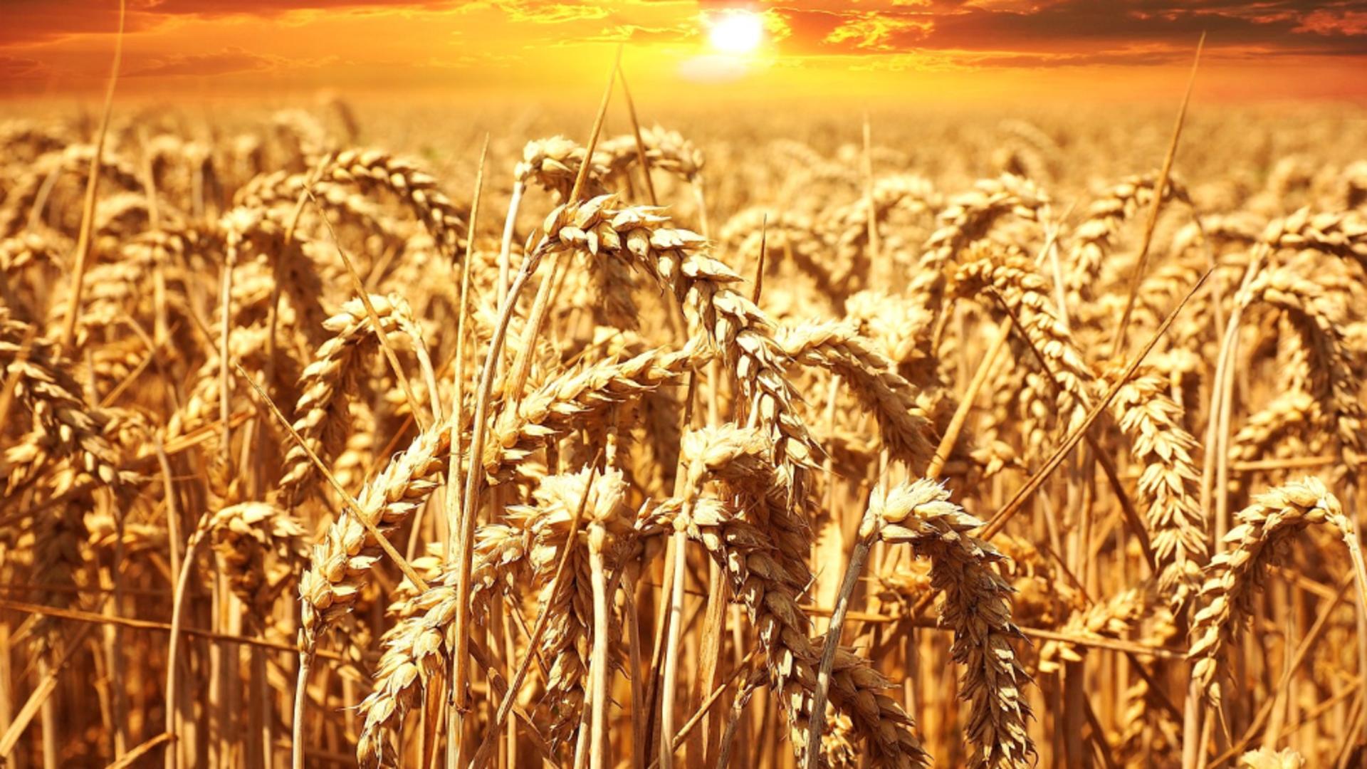 Prețul grâului explodează pe burse după ce Rusia a anunțat că iese din acordul de export al cerealelor din Ucraina