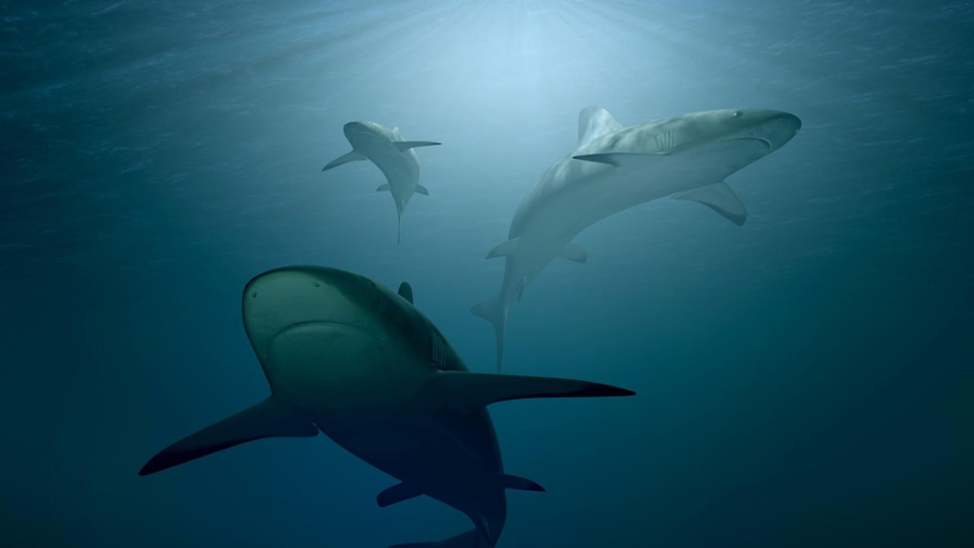 Cercetatorii au găsit mai multe subspecii de rechini în Marea Neagră
