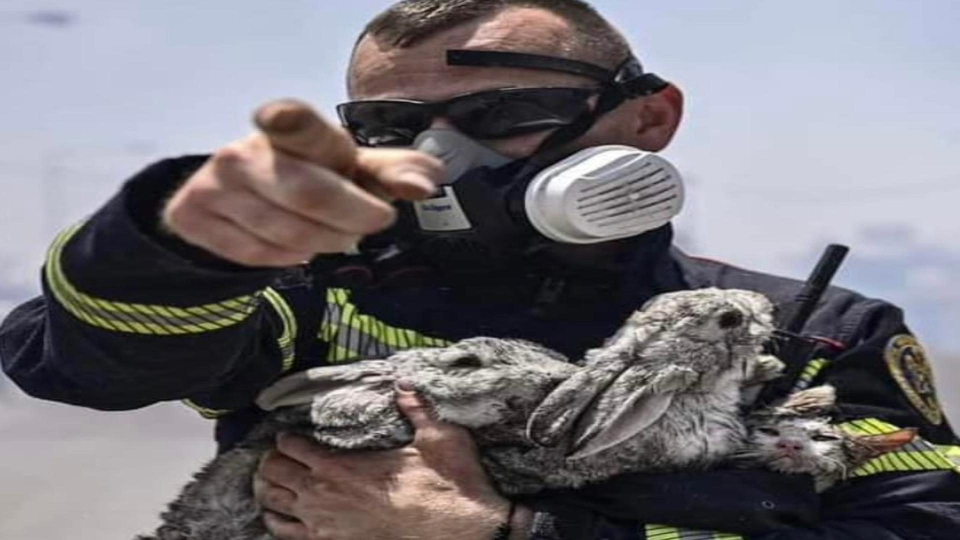 Imagine emoționantă din iadul din Grecia: doi iepurași și o pisică, salvați din infern de un pompier român