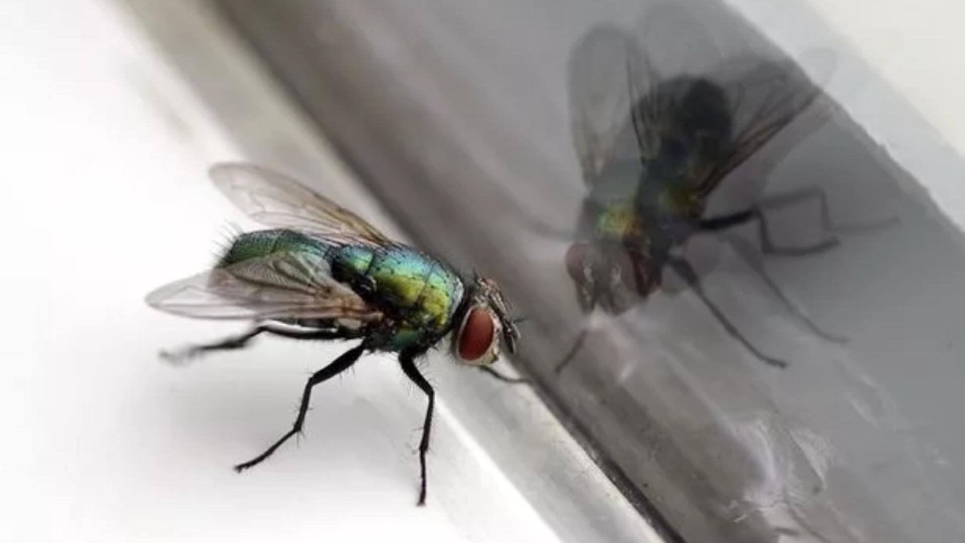 Insectele pot fi atrase de diverse lucruri din casa ta