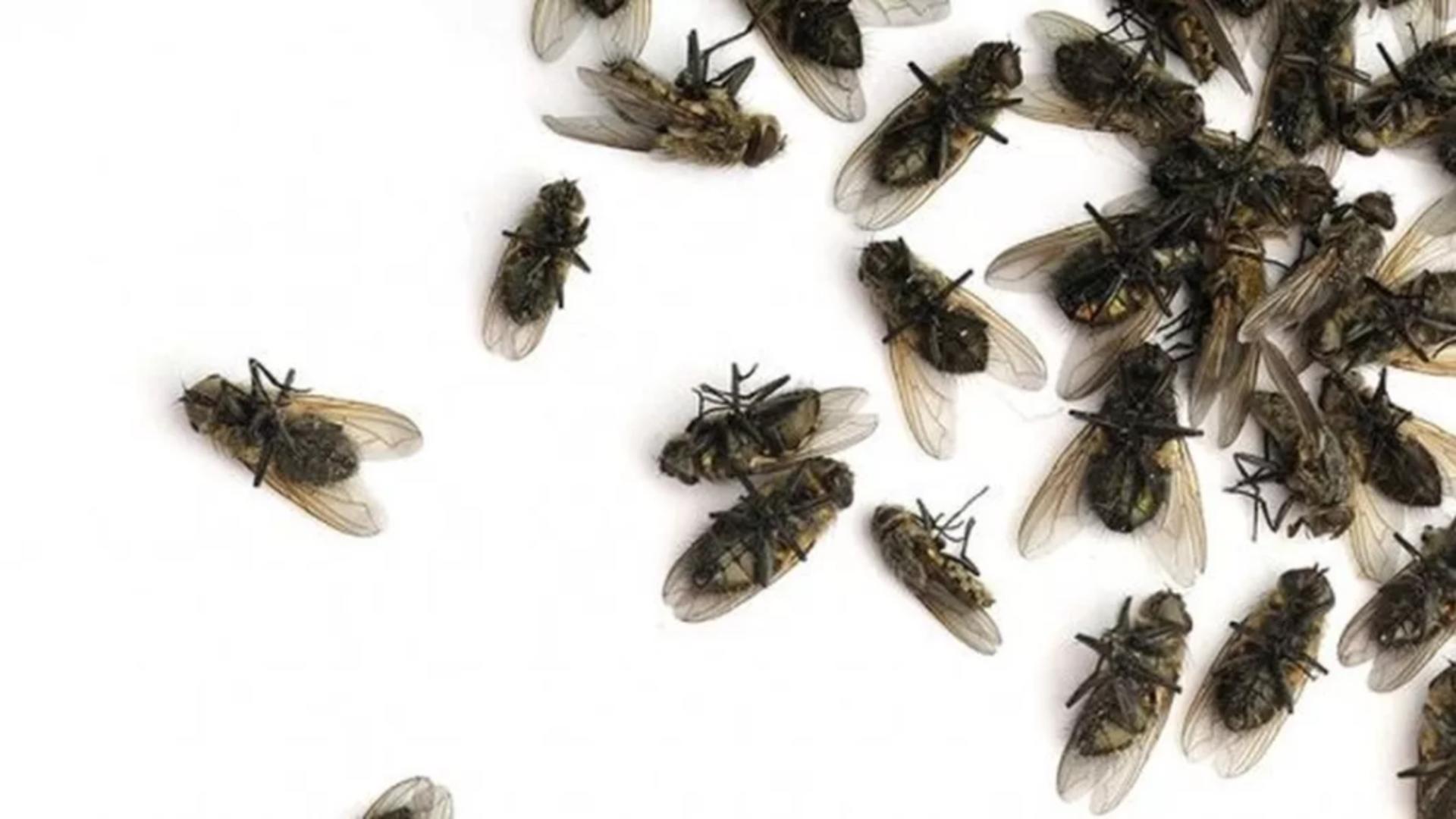 Soluții naturale pentru alungarea muștelor - Remedii „de casă” împotriva insectelor