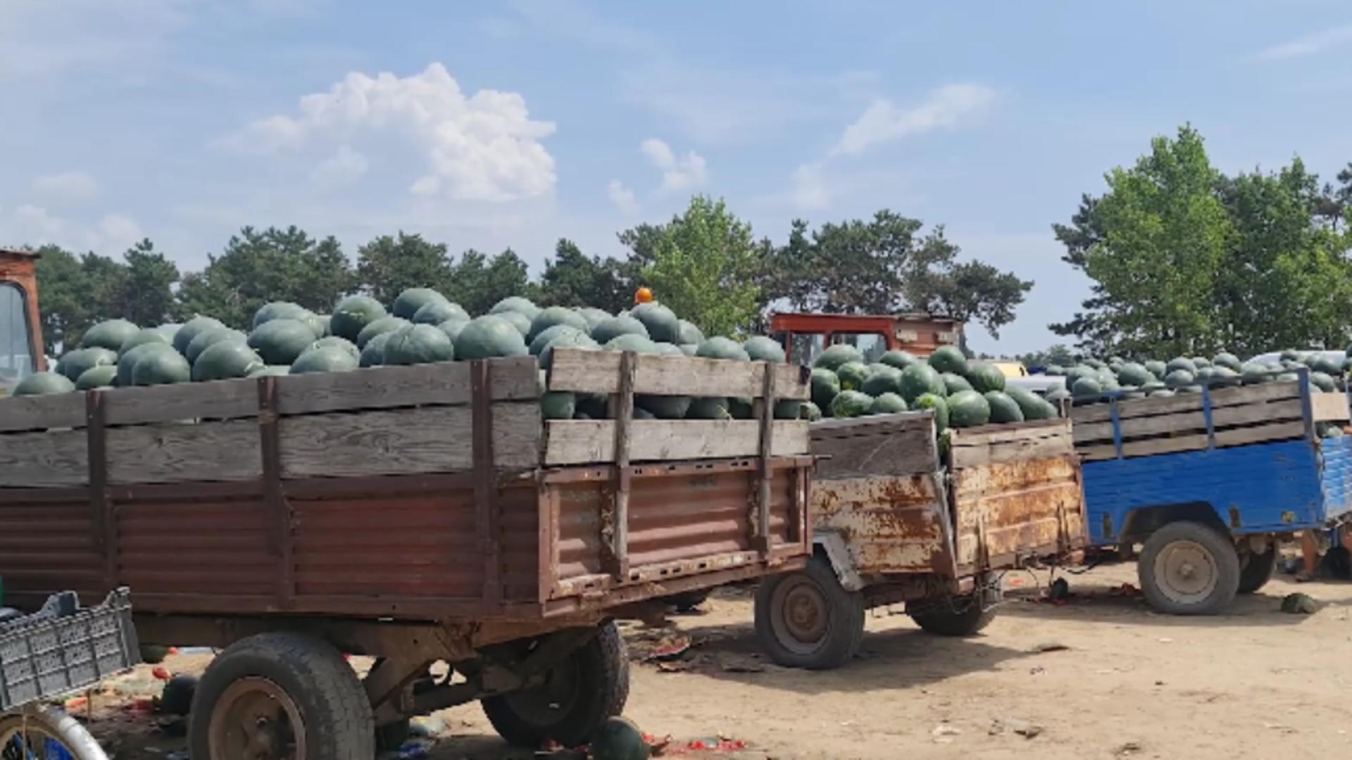 Pepenii de Dăbuleni au ajuns în piețe. Prețuri foarte mici, producătorii se acuză între ei „Îi dă ieftin pentru că sunt cruzi”