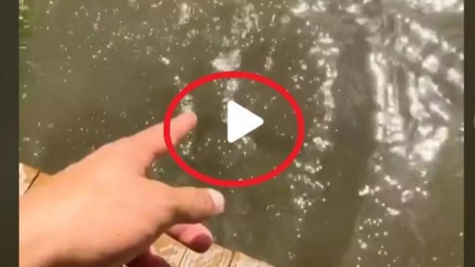 VIDEO – A observat un pește pe fundul apei și a vrut să le arate și prietenilor. Ce a urmat întrece orice imaginație
