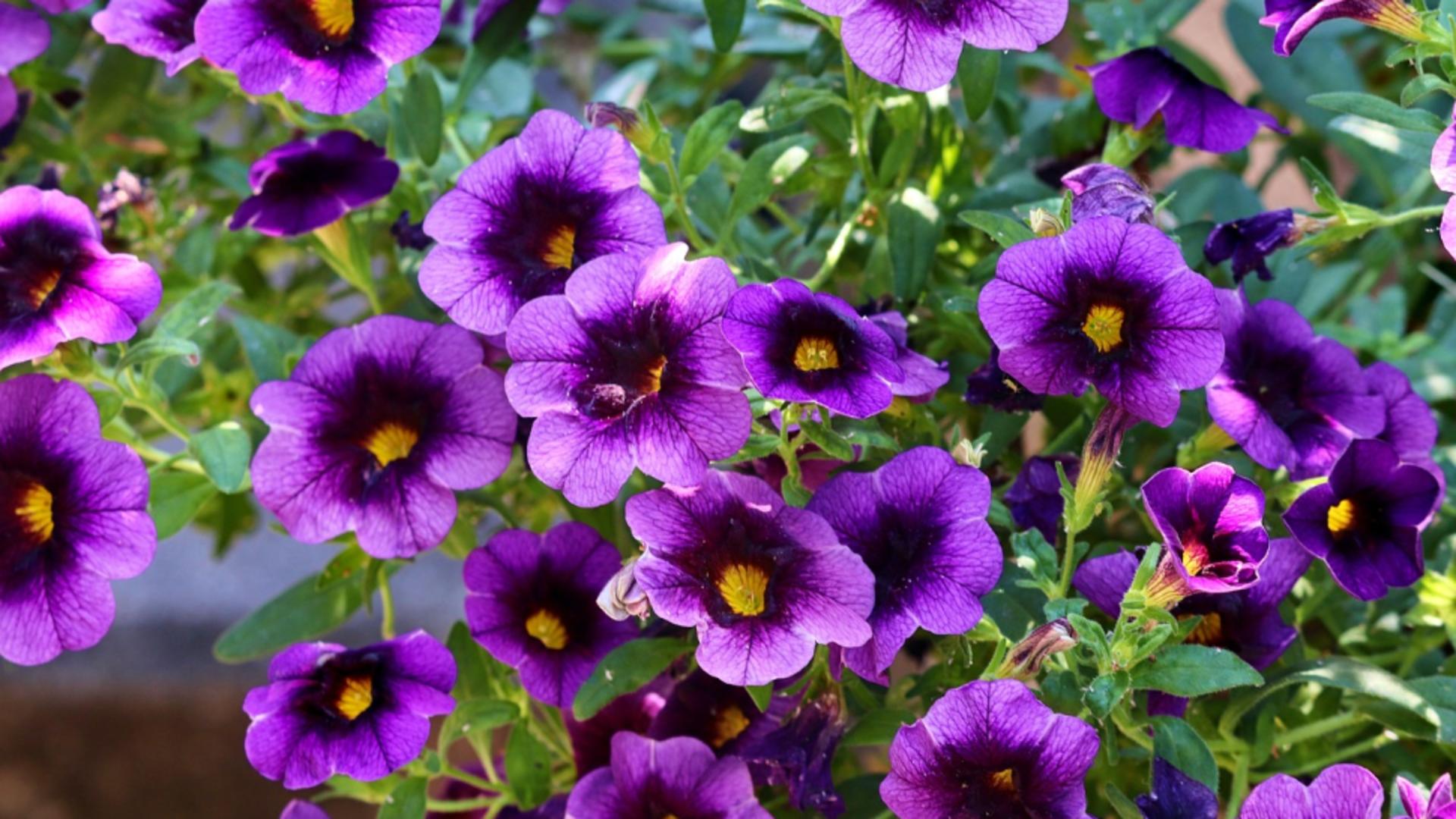 5 flori care rezistă la caniculă. Vor înfrumuseța casa și grădina și la cele mai ridicate temperaturi