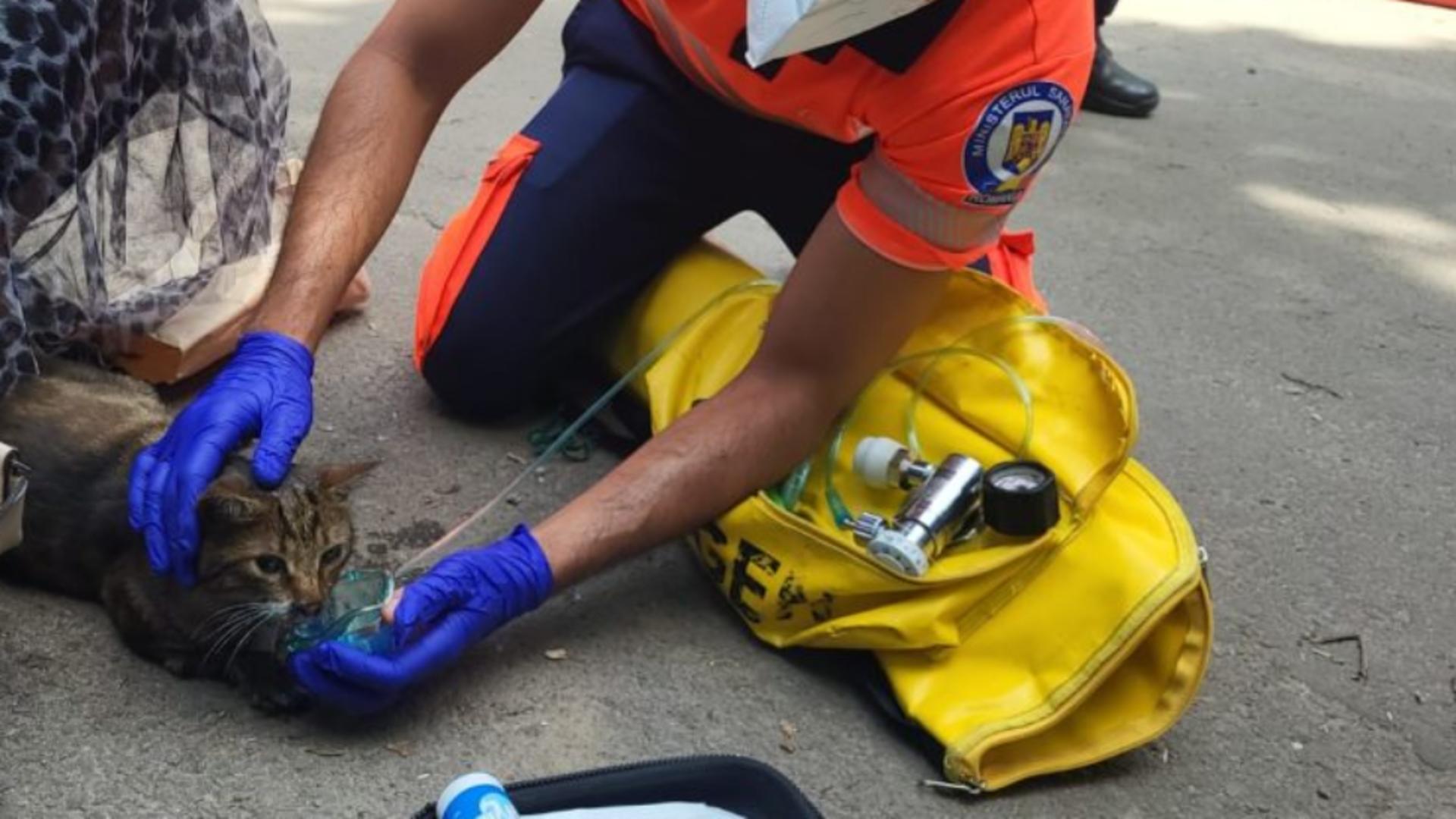 Panică în Constanța după un incendiu violent: 13 persoane evacuate – Cum au salvat pompierii o pisicuță
