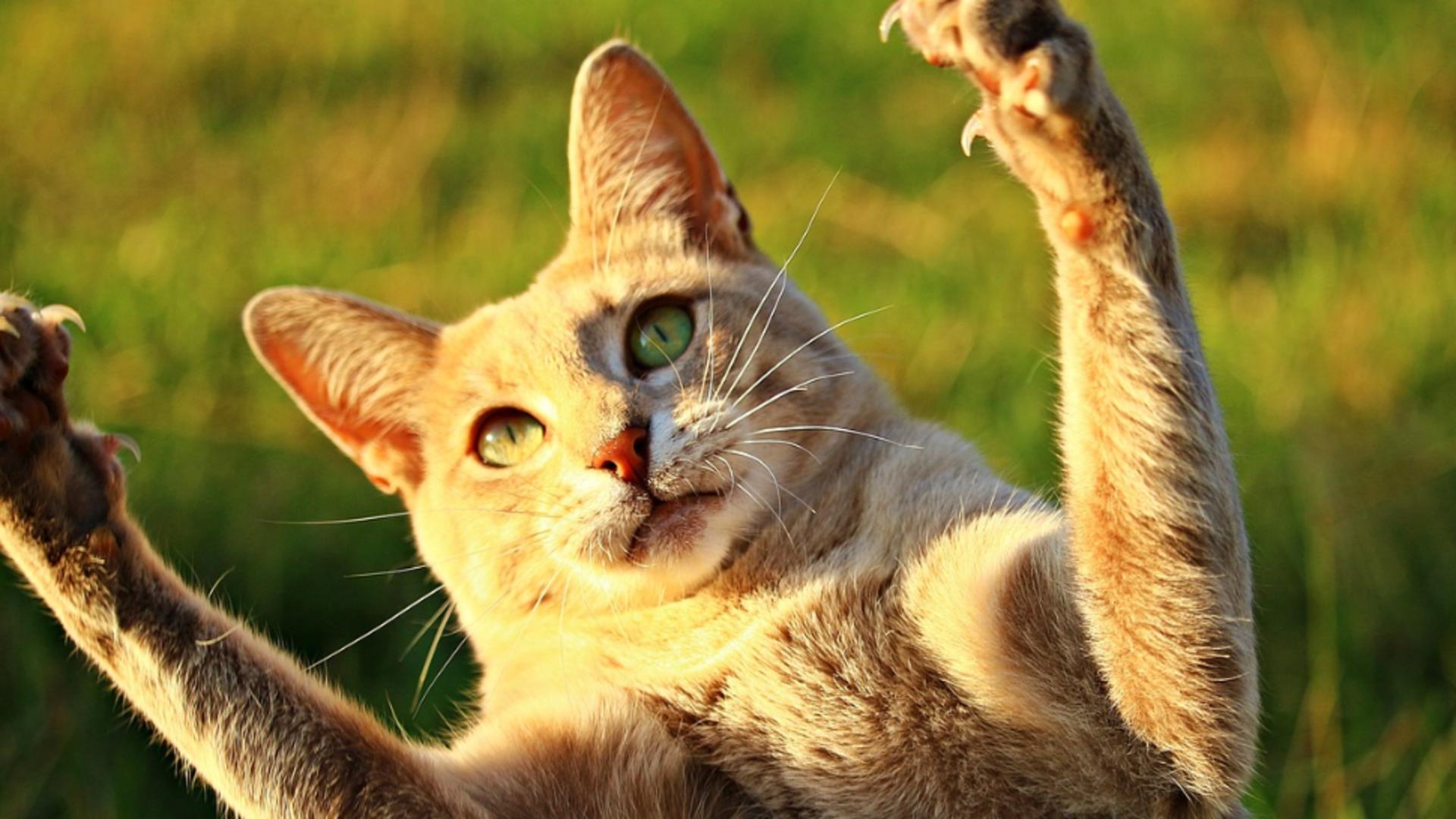 8 lucruri pe care nu trebuie să le faci în prezența pisicii