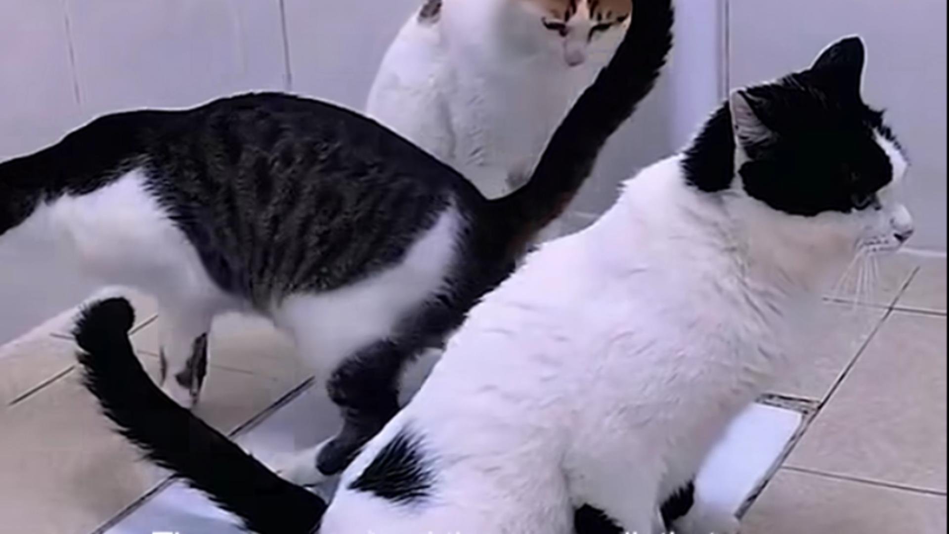 Pisicile aristocrate și la WC. NU doar că-și fac nevoile la toaletă, dar sunt și bine crescute – VIDEO