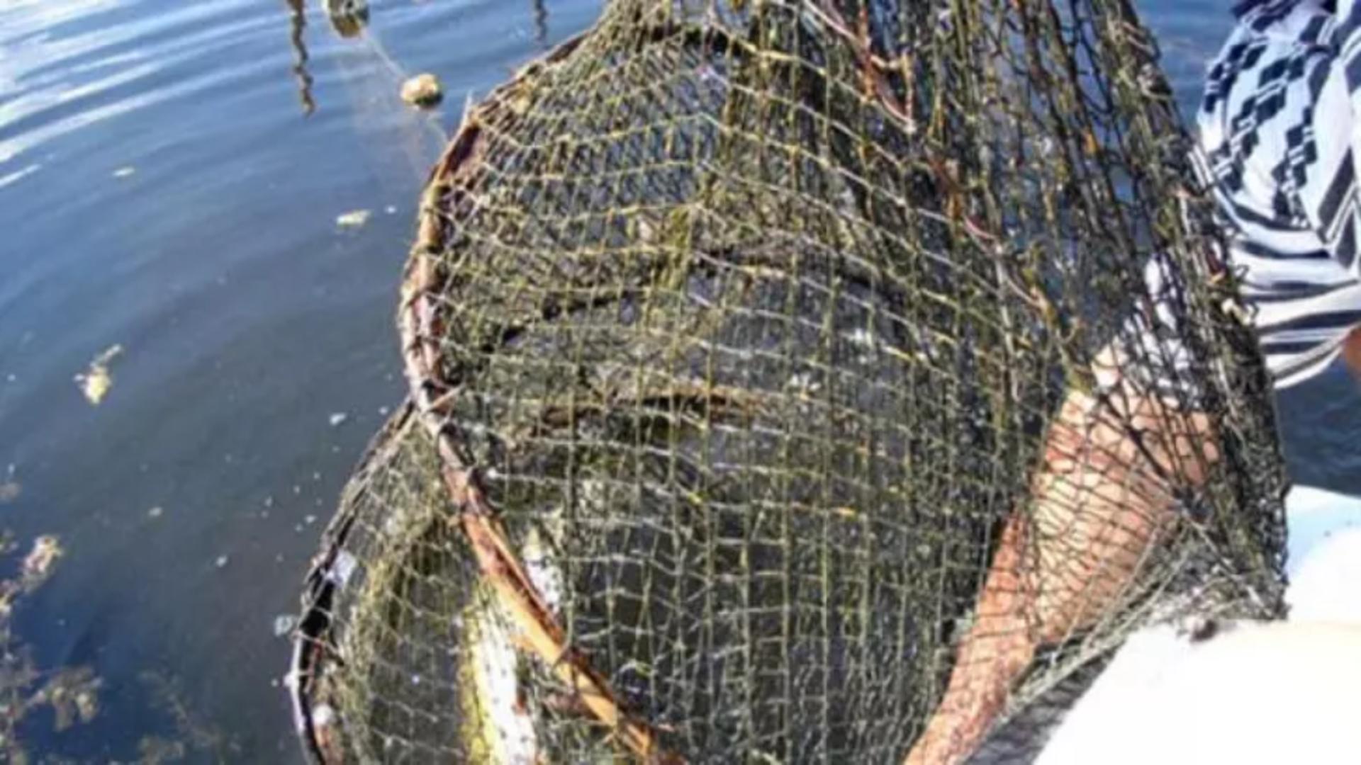 VIDEO – Pescarii au scos plasa plină de pește din apă, însă ce au găsit prins în ea a fost terifiant