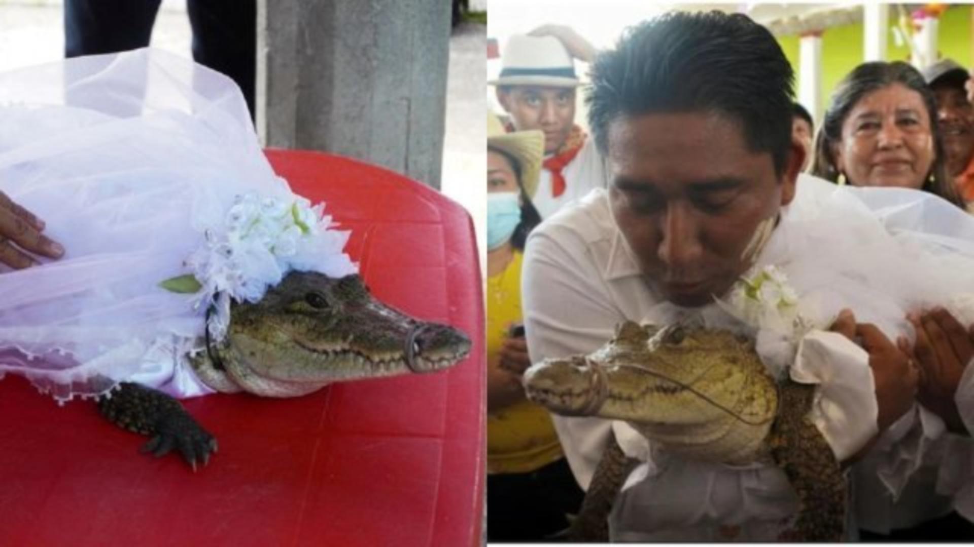 Primarul și crocodilul. Nunta s-a terminat cu bine
