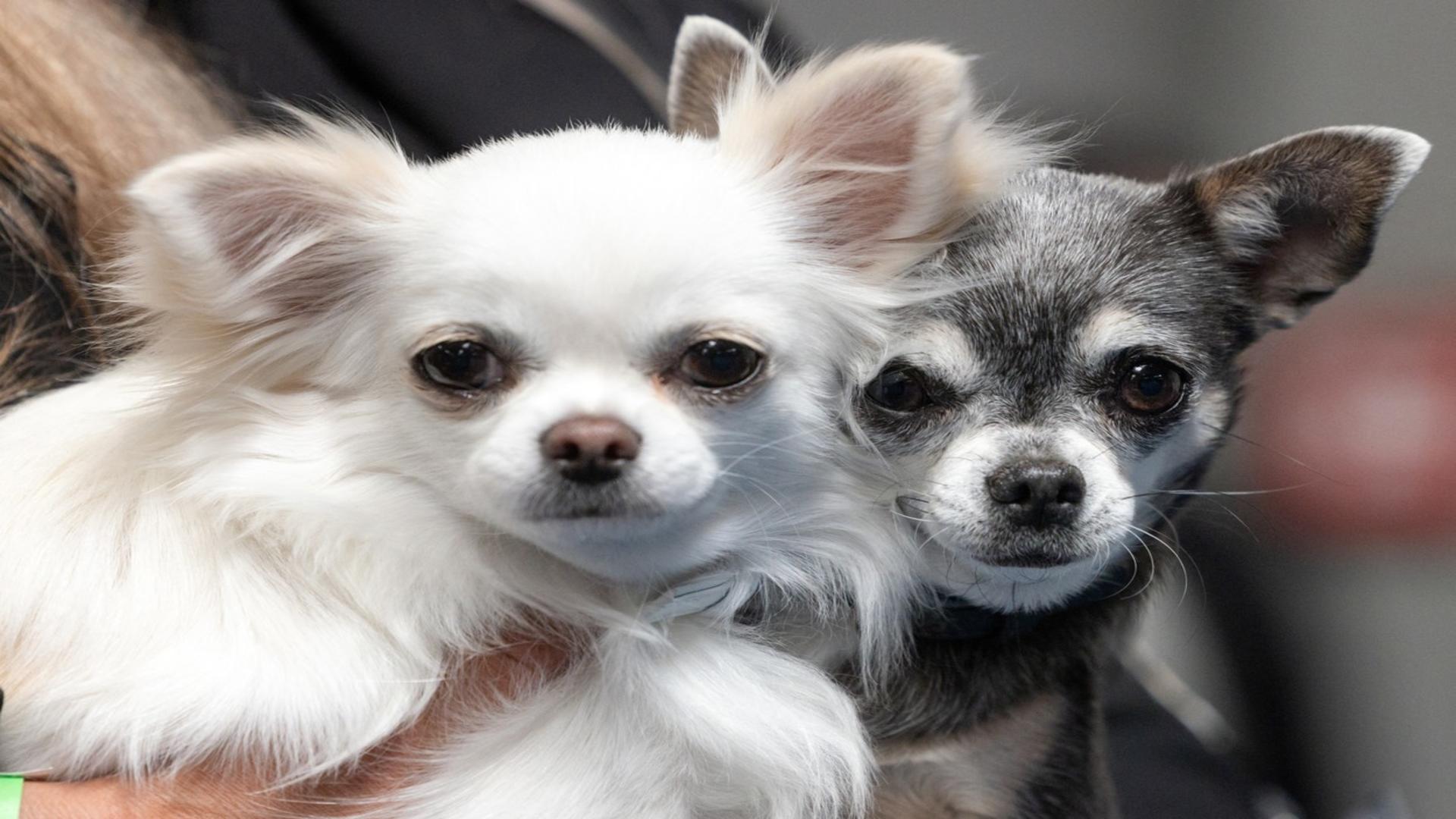 Câinii de buzunar. 7 rase de talie mică ce te vor cuceri cu aspectul lor – Sunt potriviți pentru familiile cu copii și extrem de afectivi – FOTO