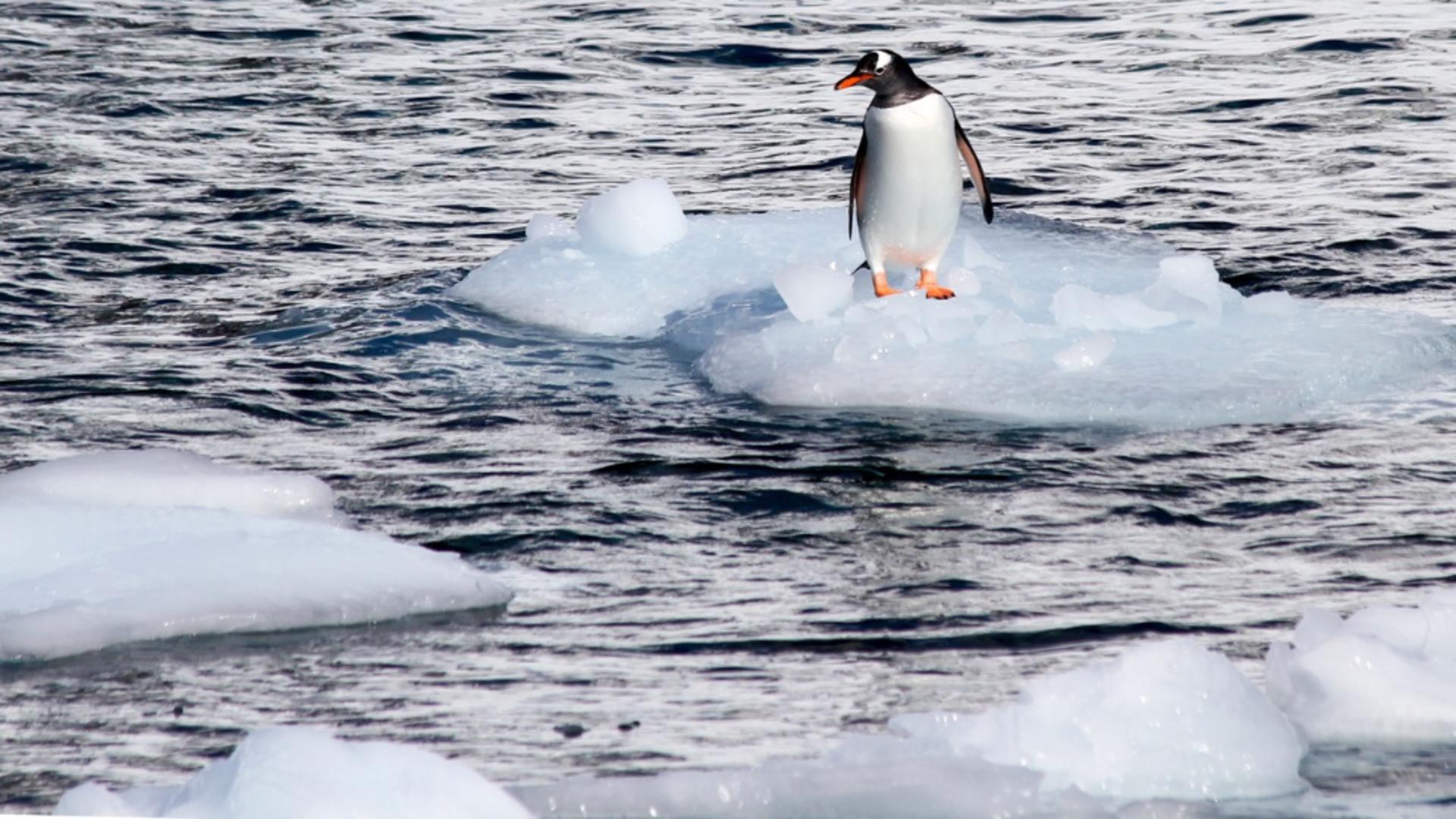 Record de temperatură la Polul Sud: cu 30 de grade mai cald decât în medie! Spre ce pericol se îndreaptă omenirea
