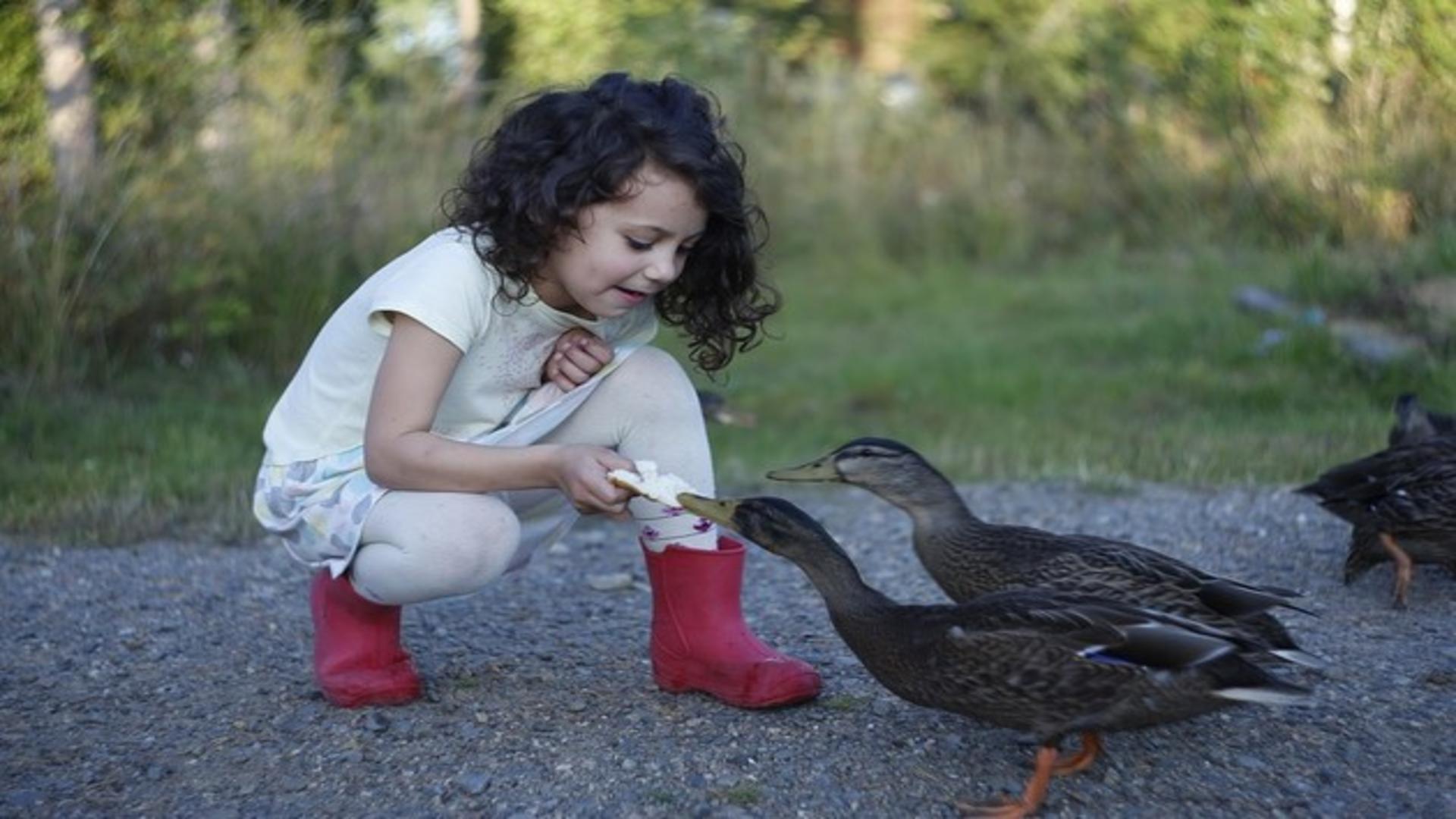 De ce NU trebuie să mai hrănești păsările din parcuri cu pâine 