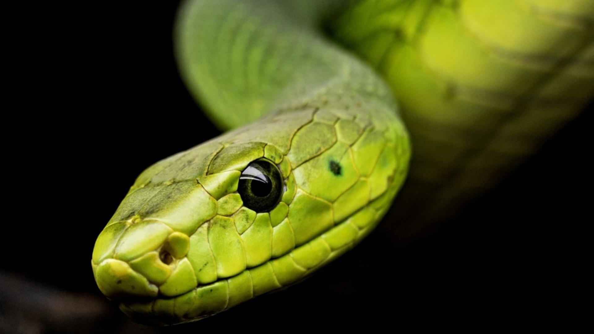 De ce le e frică șerpilor, ca să știm cu ce să-i punem pe fugă