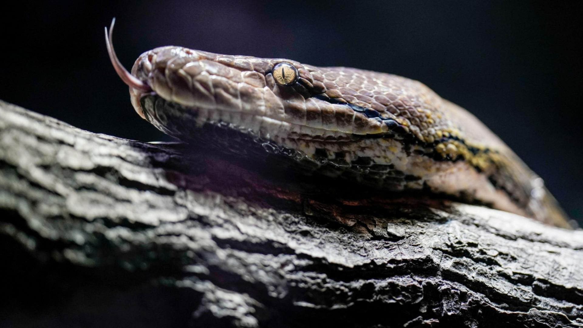 Te-ai întrebat vreodată ce înseamnă când visezi șerpi? Foto/Profimedia