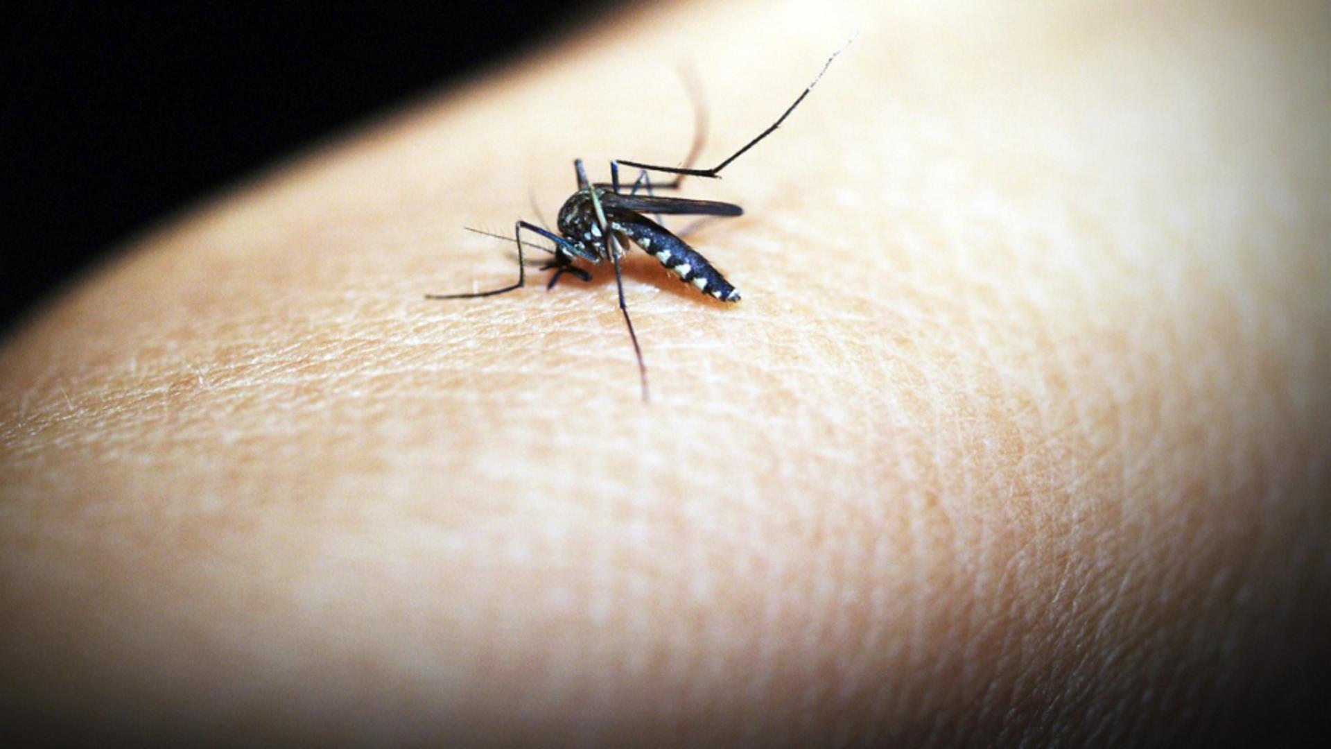 Există un remediu eficient pentru a calma  mușcătura de țânțari