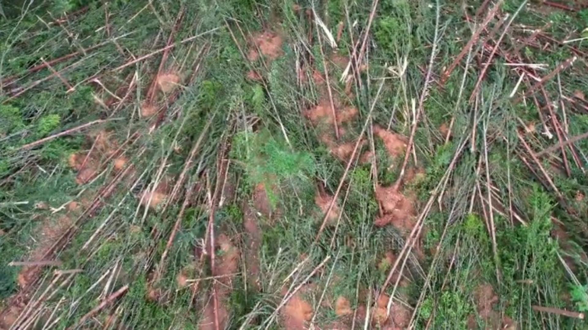 Tornadă în Apuseni. O pădure a fost culcată la pământ, în Alba – imagini VIDEO apocaliptice 