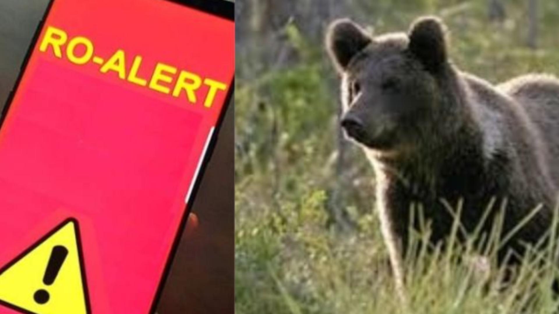 IGSU: 60 de mesaje RO-ALERT de urs în trei zile, emise în 12 județe - Unde au fost prezente animalele sălbatice