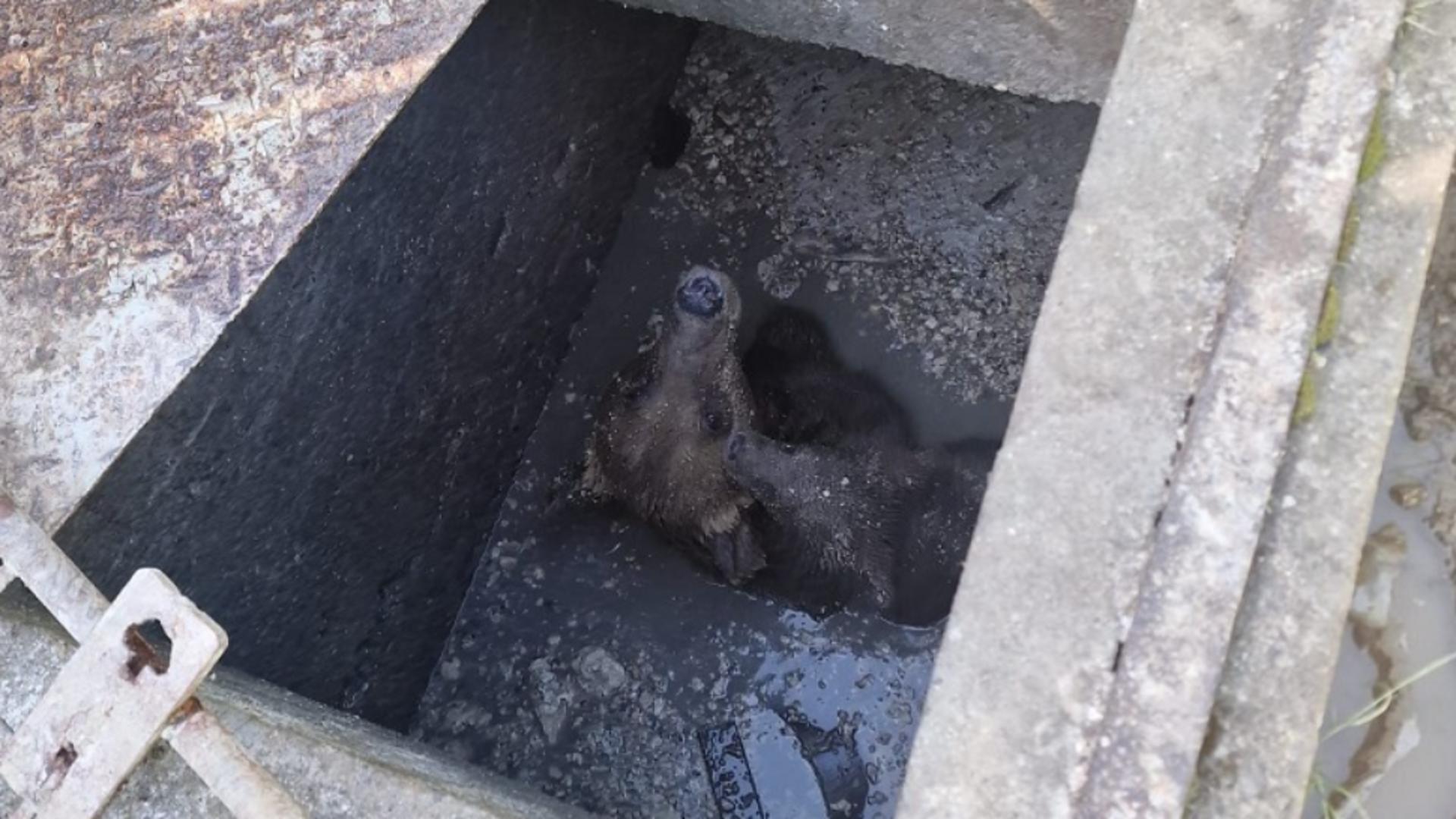 O ursoaică și puiul ei au căzut într-o fosă septică din Sinaia – Ursoaica și-a ținut puiul pe cap pentru a-l menține în viață – Ambii au fost salvați