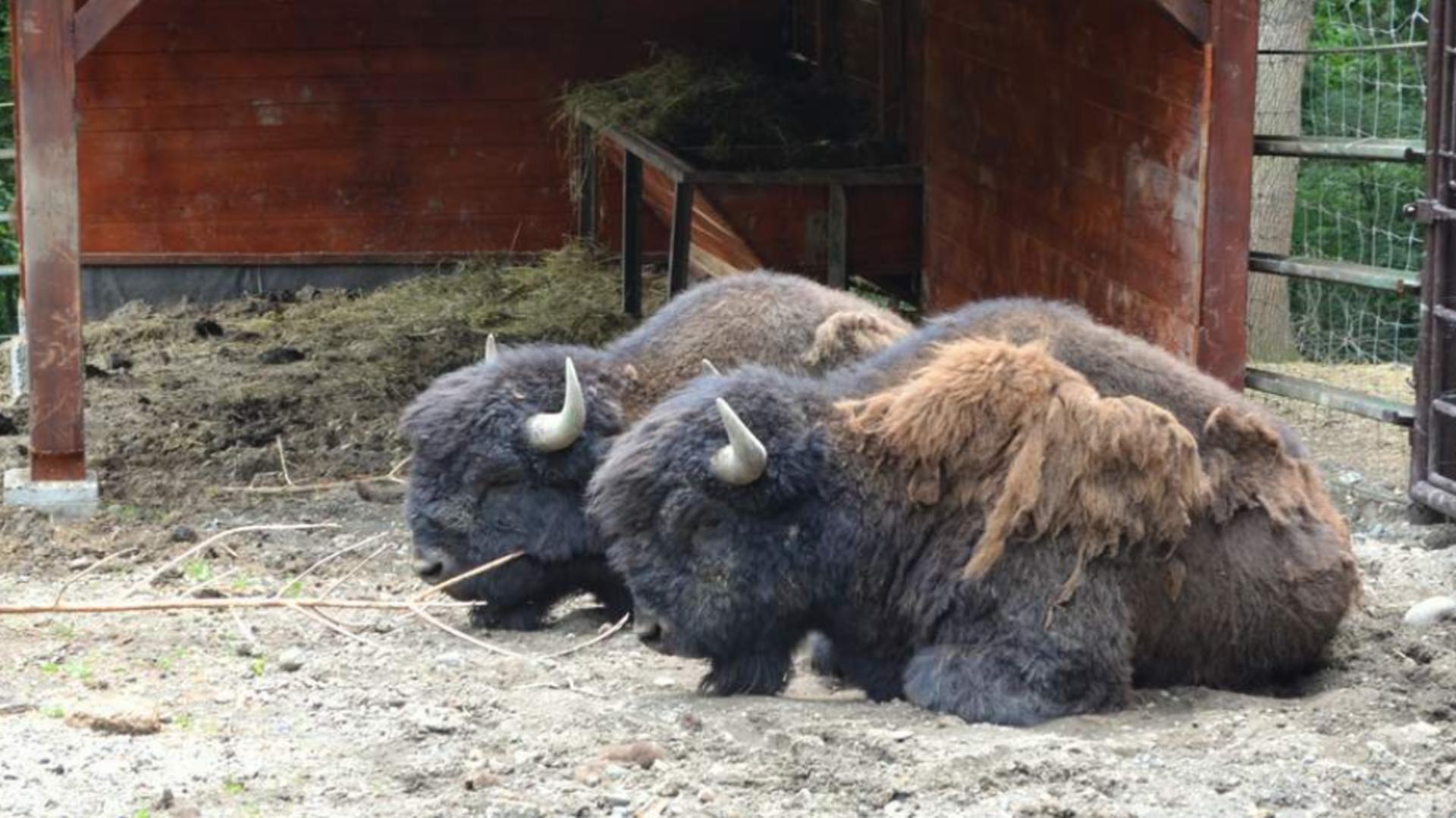 Evadare de la Zoo Târgu Mureș: 2 zimbri europeni au plecat din țarc după ce furtuna a rupt mai multe garduri