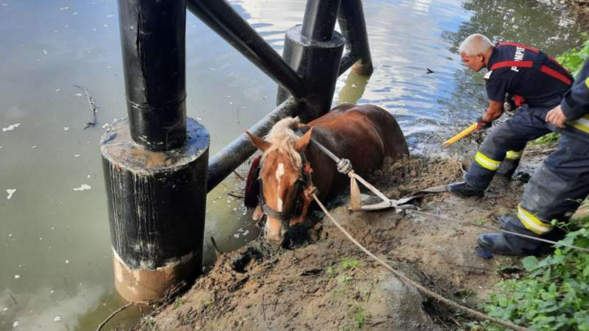 Mobilizare de forțe pentru salvarea unui cal blocat sub mâl, în râul Someș. Foto: Agerpres