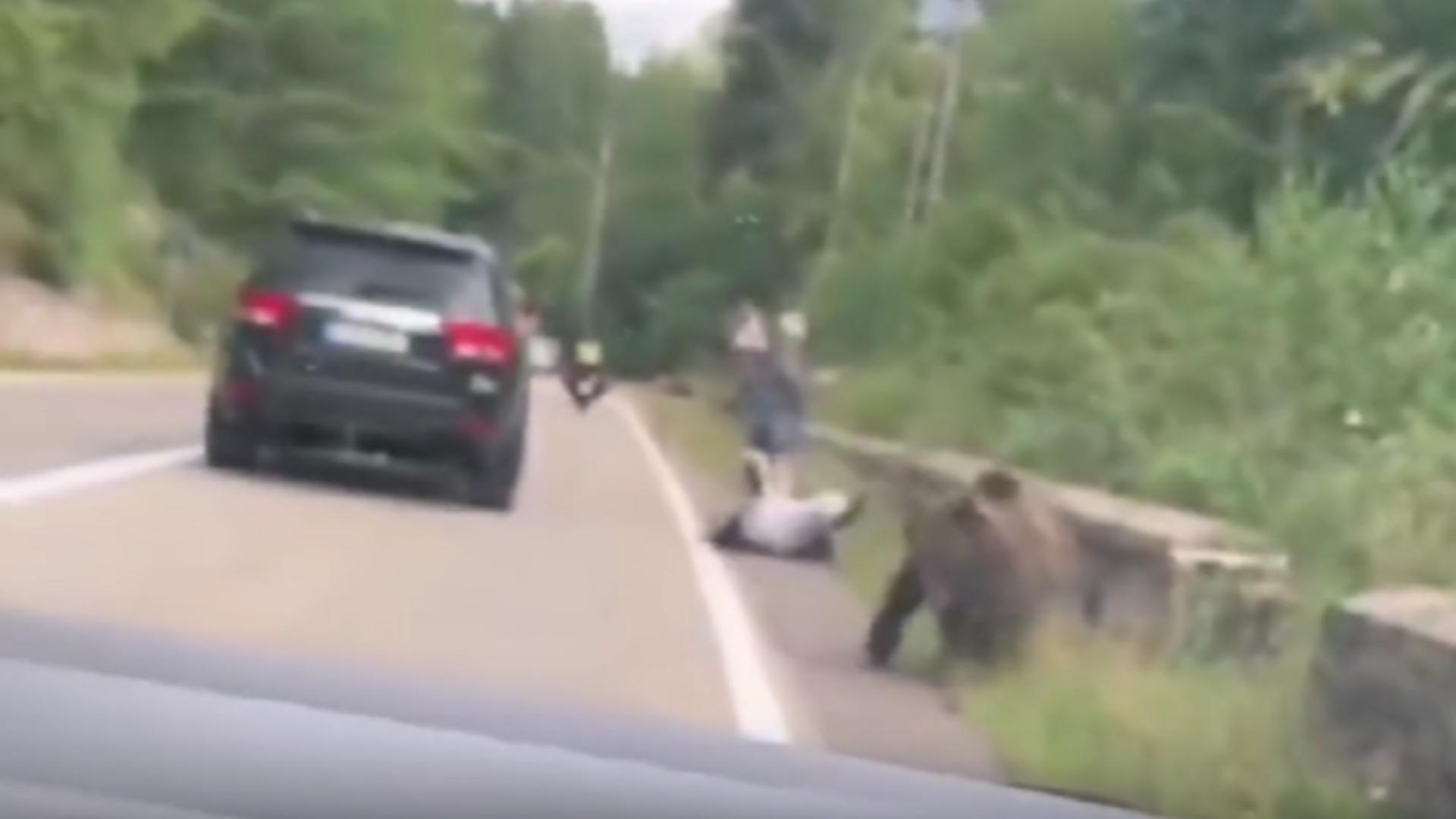 Inconștiență dusă la extrem! Turist atacat de ursul pe care a încercat să-l hrănească/ Captură video