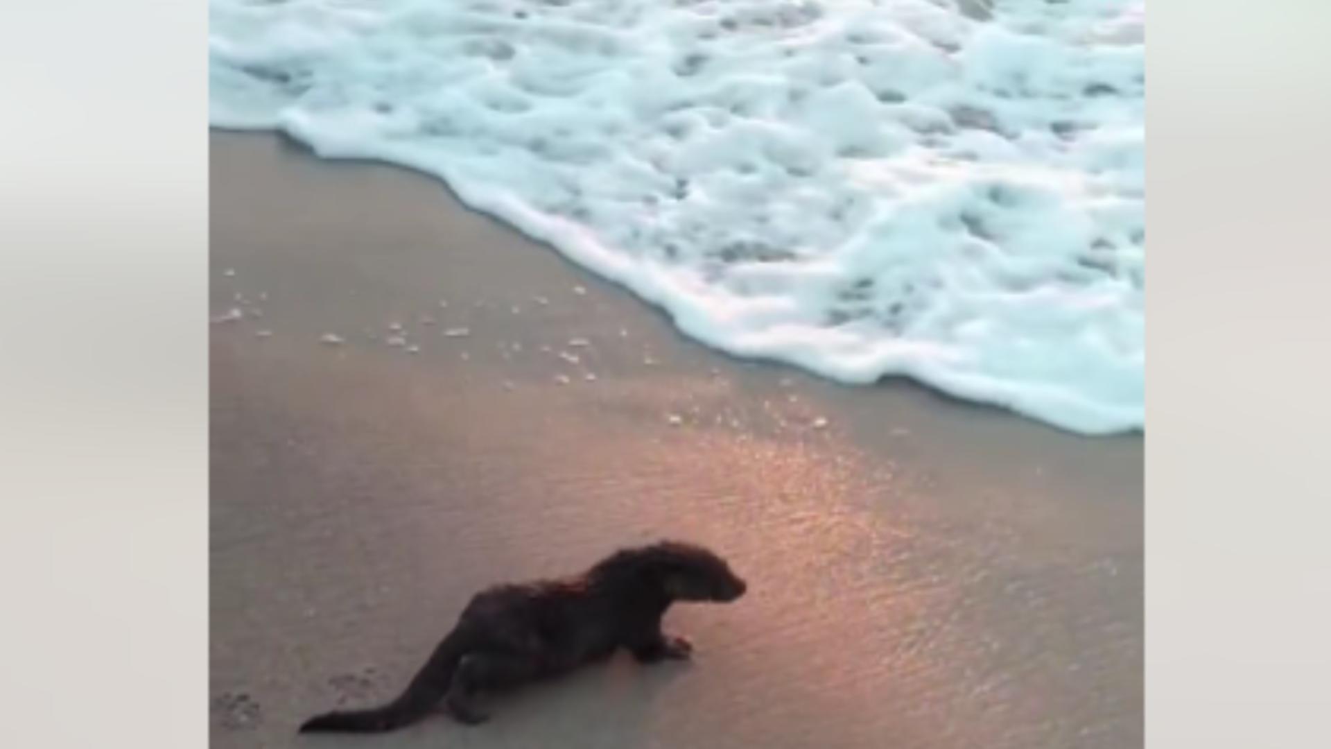 O vidră a devenit “vedetă” pe o plajă din Eforie Nord. Surpriză uriașă pentru turiștii veniți să admire răsăritul – Imagini virale – VIDEO