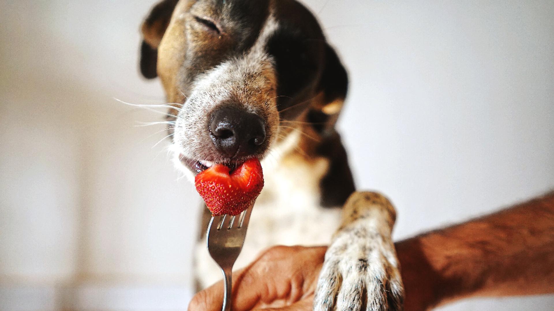 Ce fructe pot mânca, de fapt, câinii/ Foto: unsplash.com
