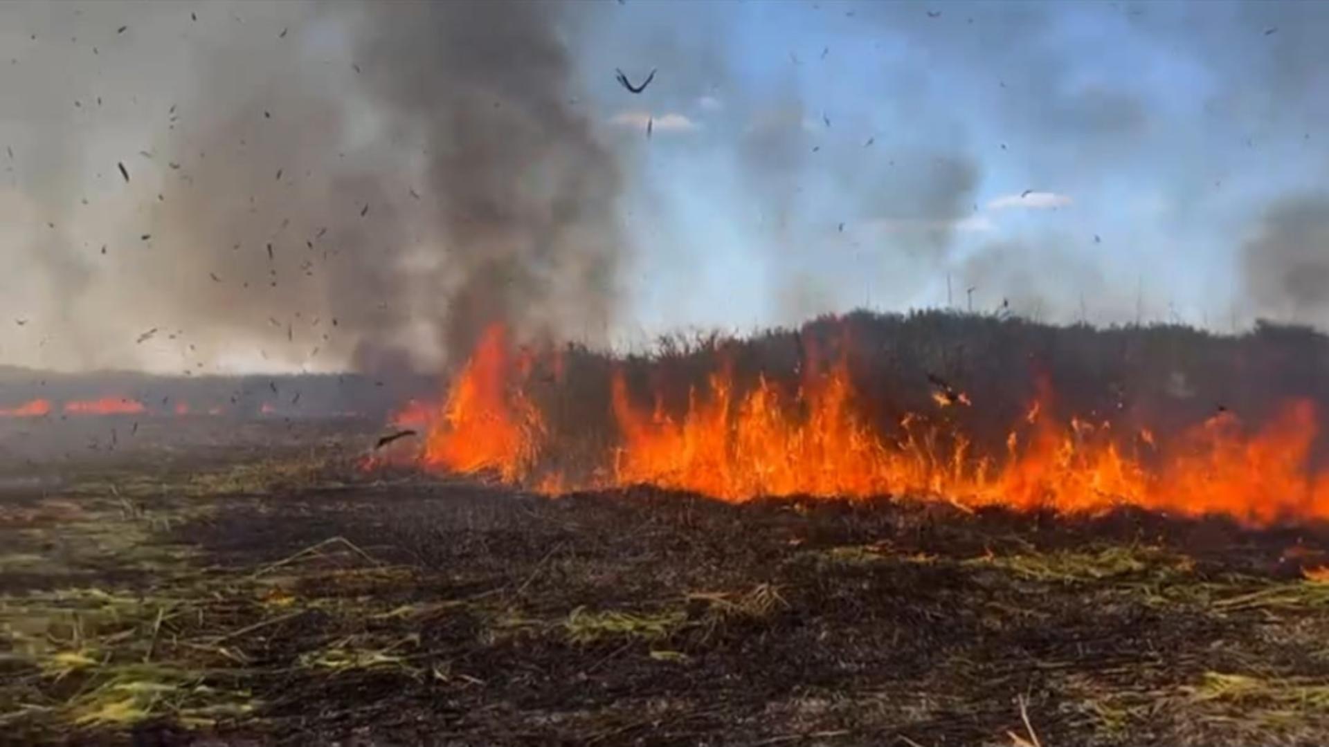 Incendiu de proporții la vegetația uscată într-o localitate de lângă București. Zona este lângă un parc național protejat