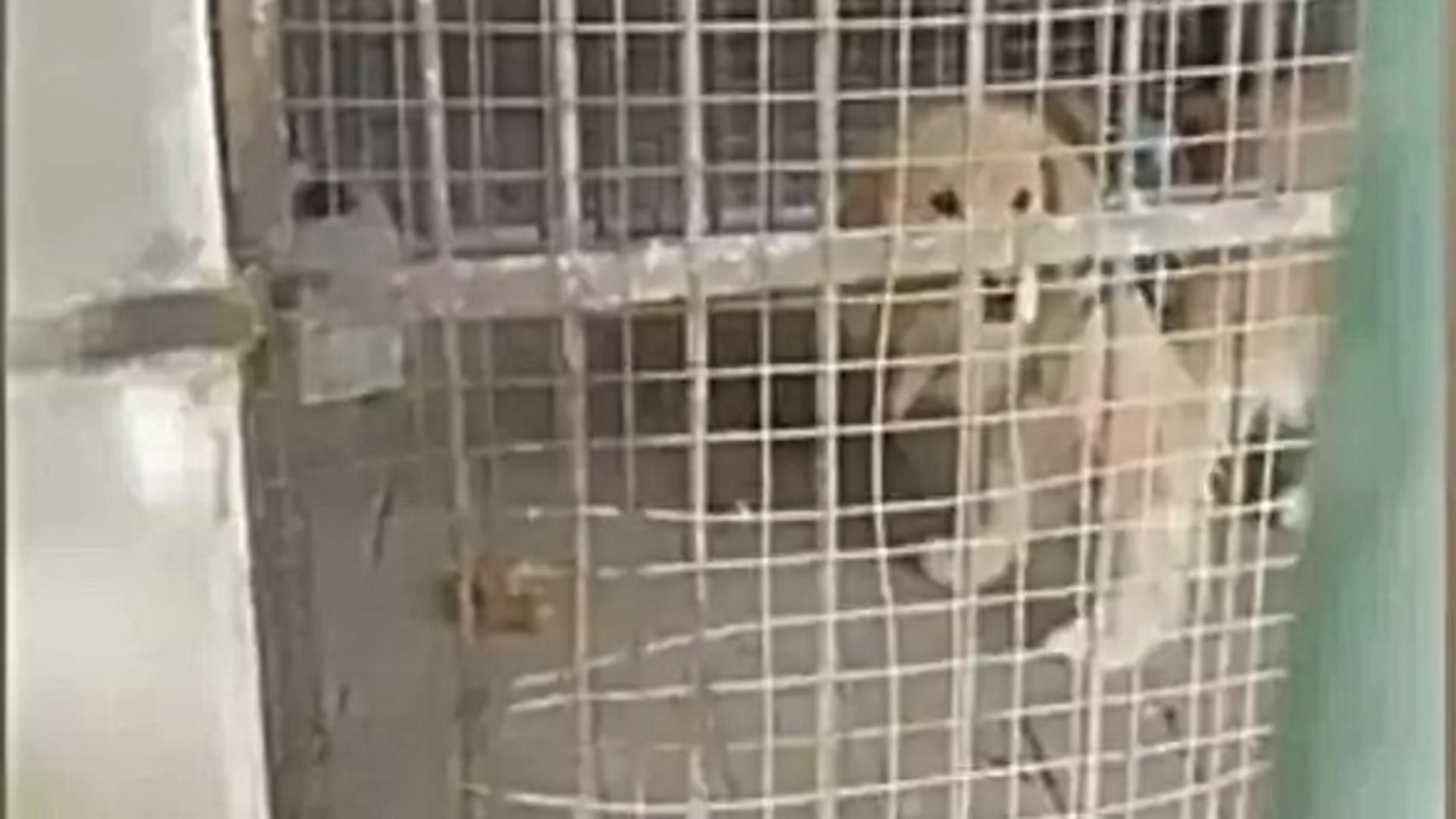 O grădină zoologică din China a fost acuzată că a expus un Golden Retriever. Foto: South China Morning Post