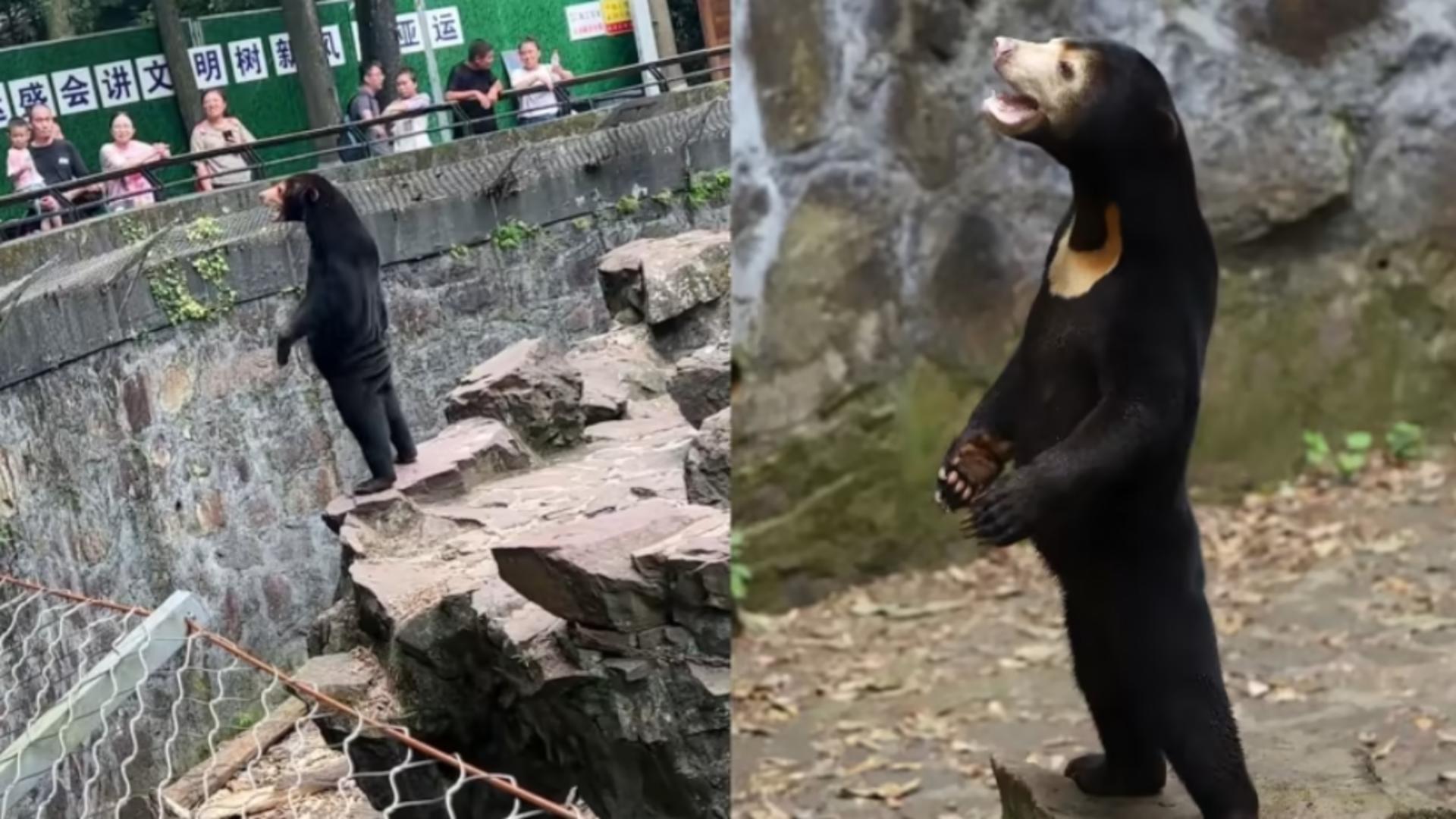 Ursul cu chip uman a încins rețelele sociale: Imaginile în care stă ca un om au devenit virale - 20.000 de oameni merg în fiecare zi să-l vadă