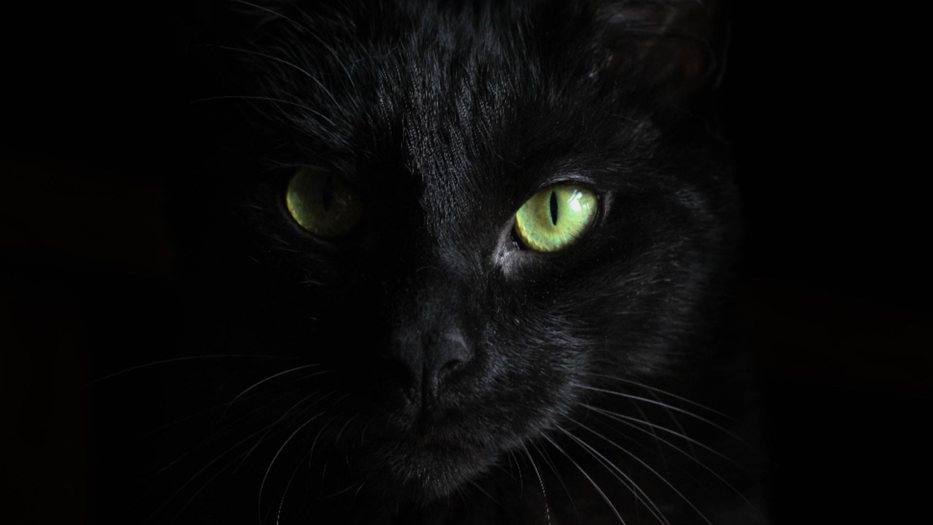 Pisica neagră/ unsplash.com