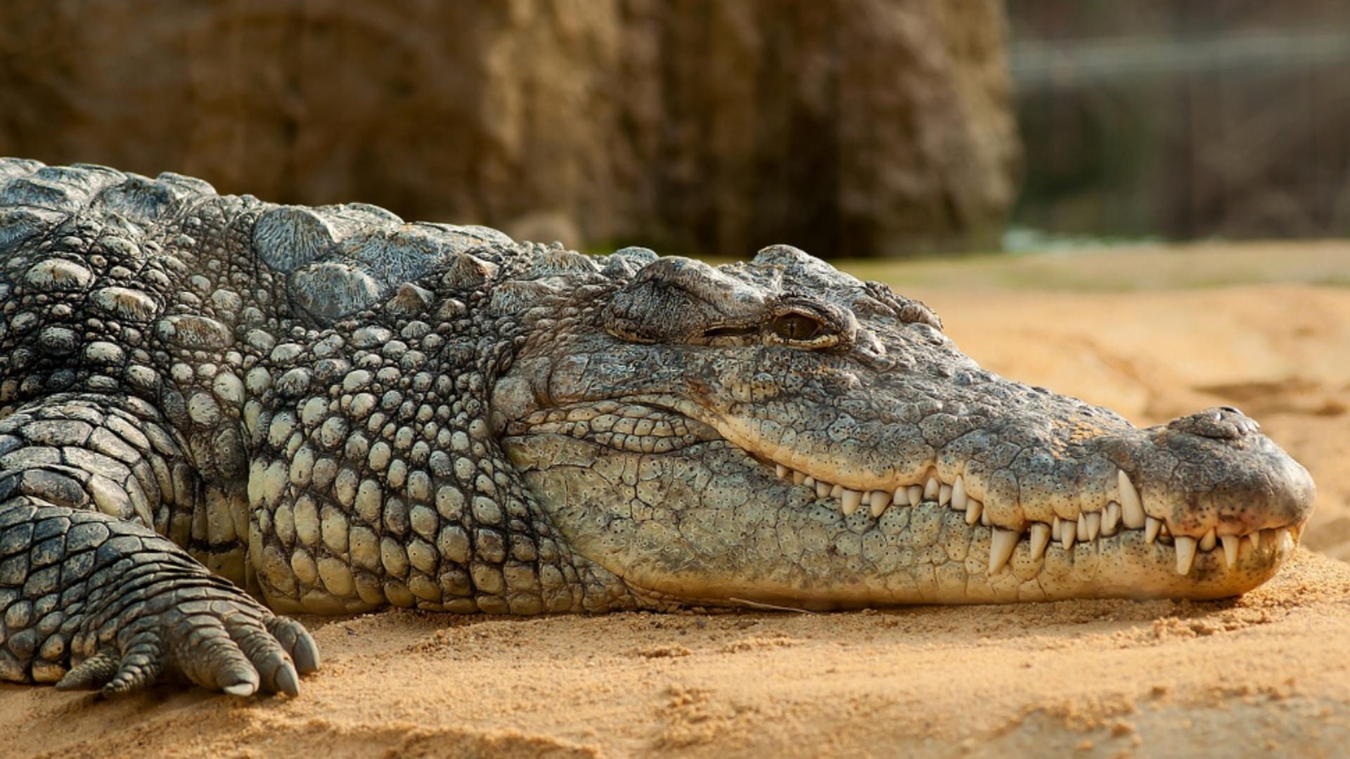 Crocodilii pot să detecteze suferința bebelușilor, conform unui studiu 