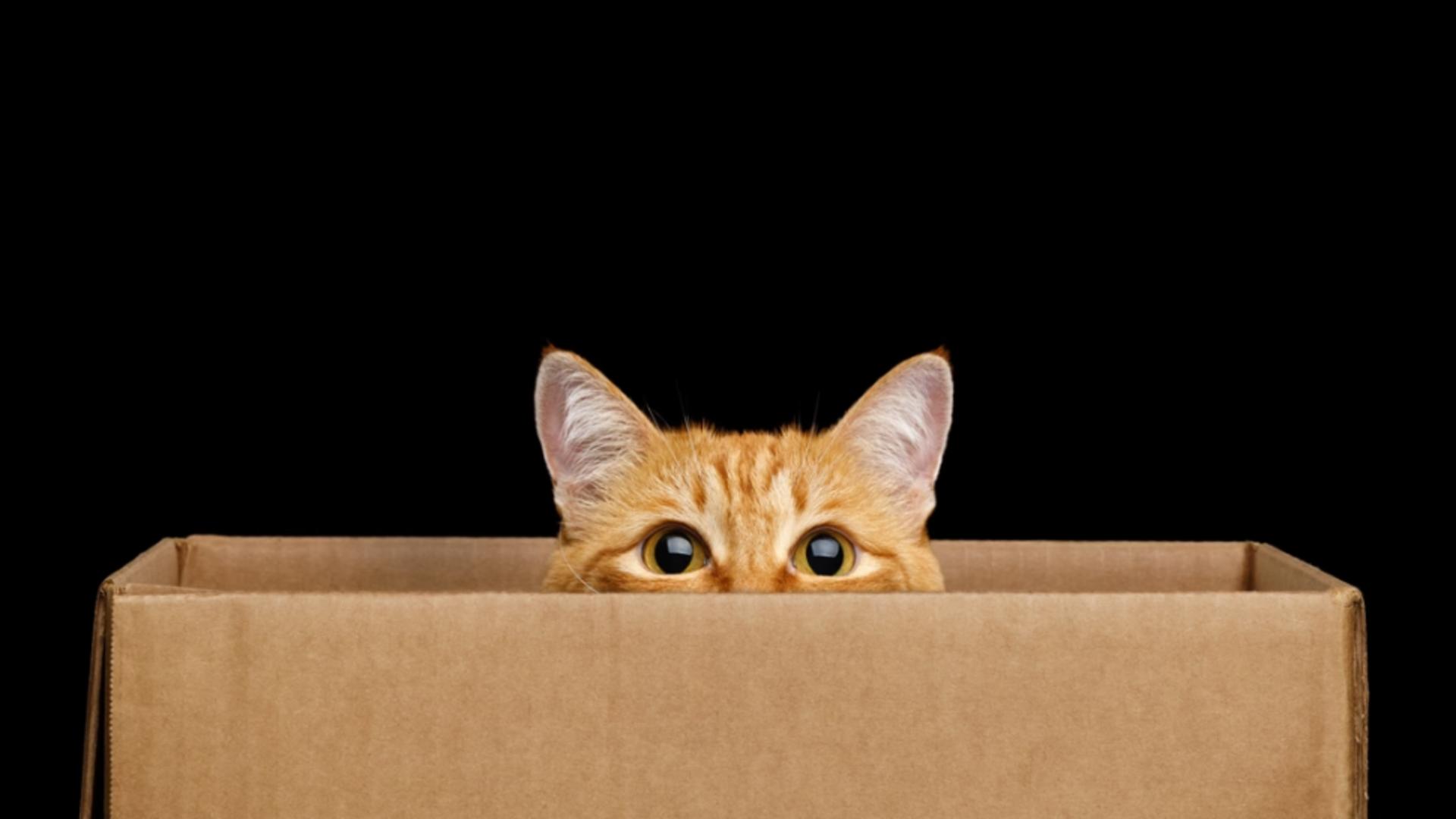 De ce sunt pisicile fascinate de cutiile de carton - Motivul ciudat pentru care adoră să dărâme obiecte