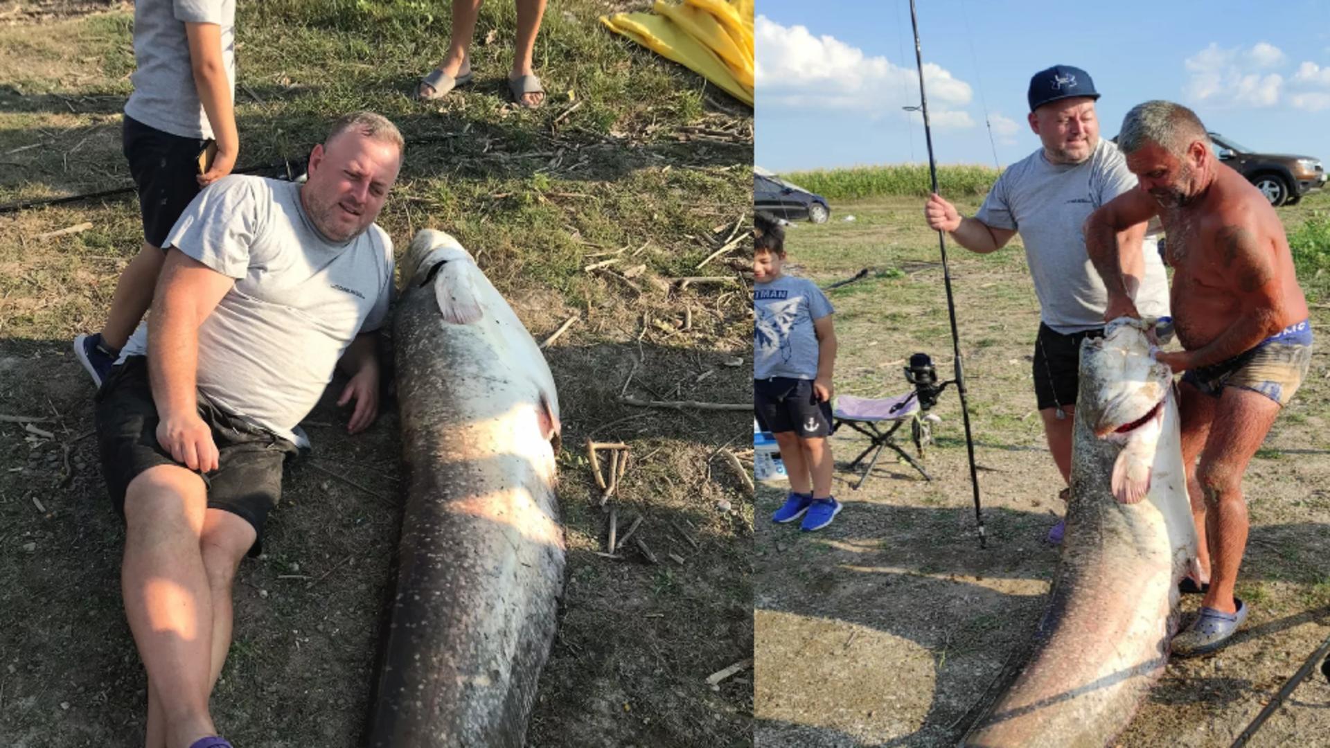 Operațiunea “Monstrul” de Botoșani. Cum arată un pește de 70 de kilograme? – VIDEO