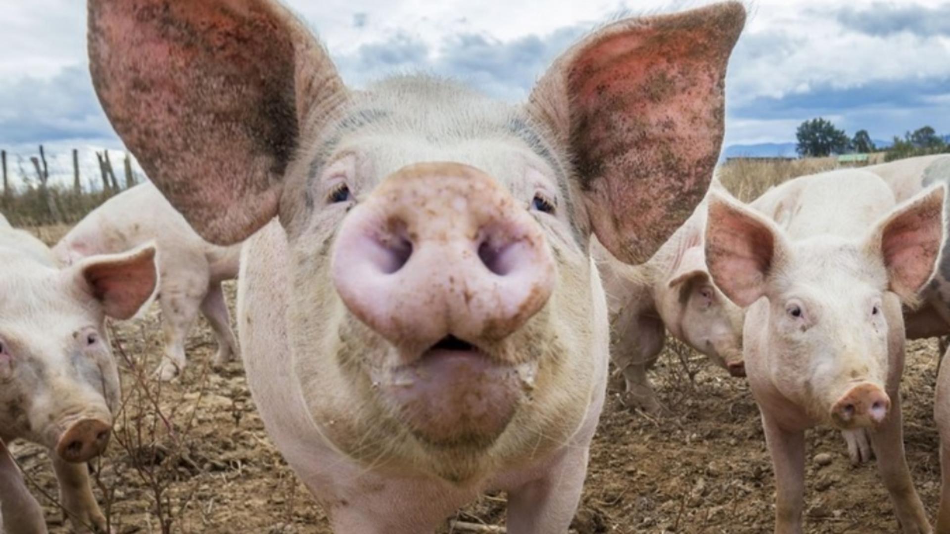 Focar de pestă porcină africană, în vestul României. Sute de animale vor fi sacrificate