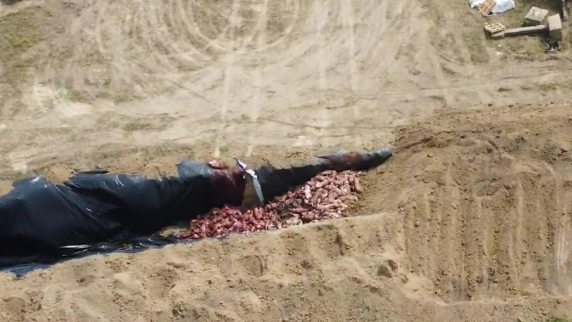 Mii de porci infestați cu pestă au fost îngropați în apropierea unui cartier din Călărași