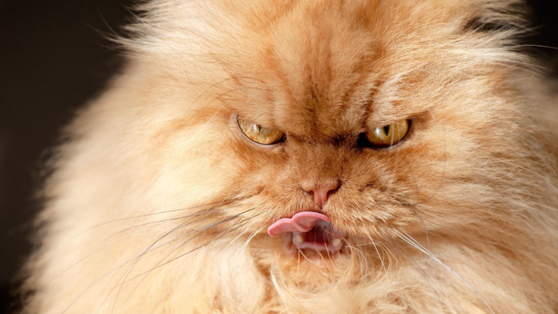 Garfi, cea mai furioasă pisică din lume (Profimedia)