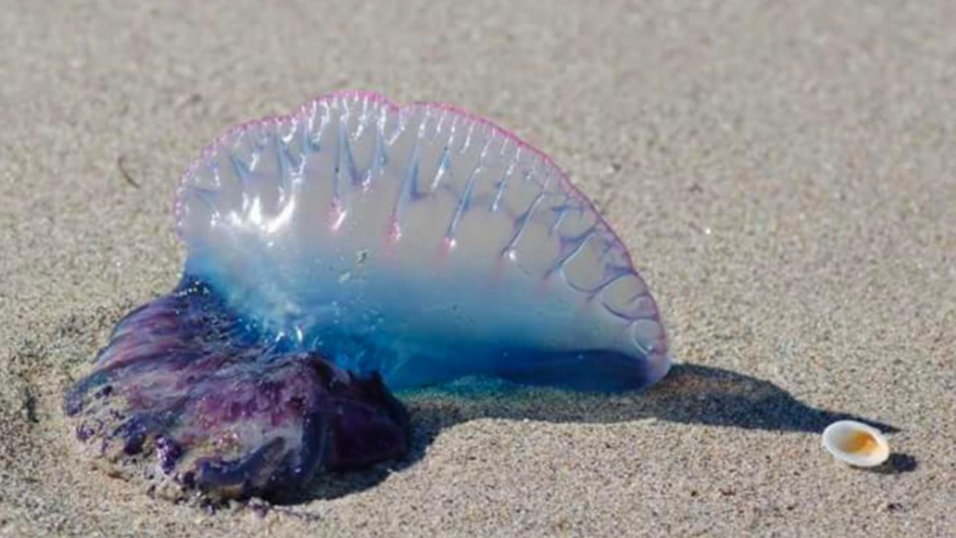 Mai multe plaje din Spania, închise din cauza invaziei de meduze! Cum arată specia veninoasă care a băgat spaima în oameni – FOTO